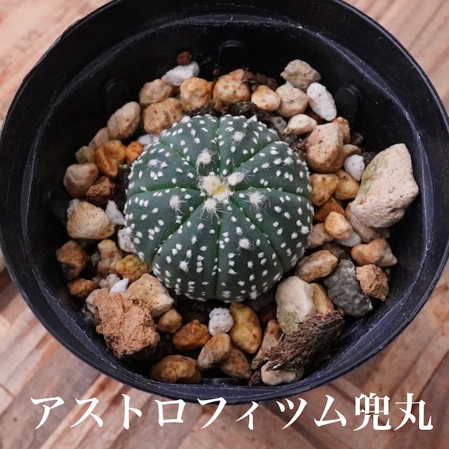 ミニサボテン！【アストロフィツム兜丸 2】実生シリーズ　小さな小さなサイズ