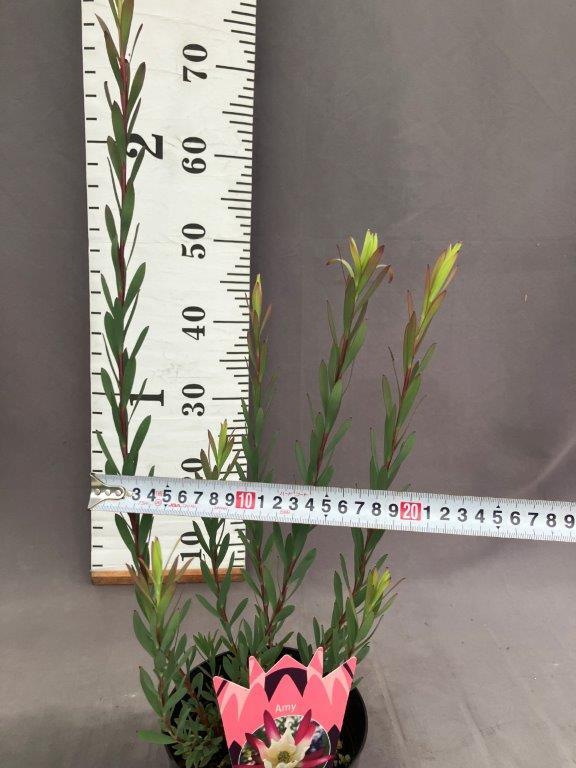 リューカデンドロン【エイミー】5号 | 日本ライン花木センター