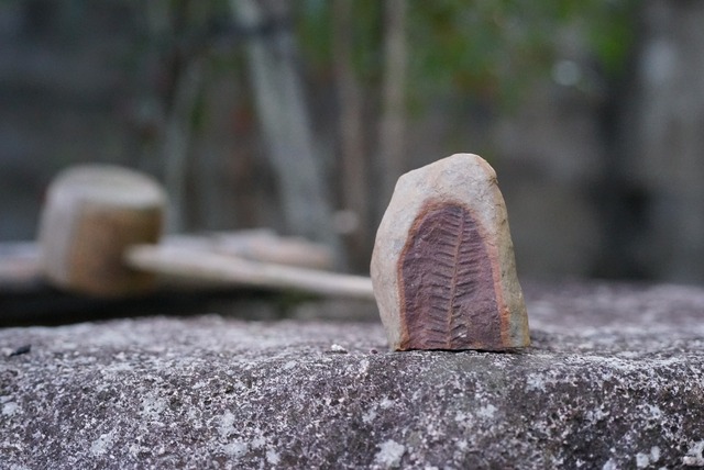 シダ種子類 化石  Fern Fossil Pecopteris miltoni 