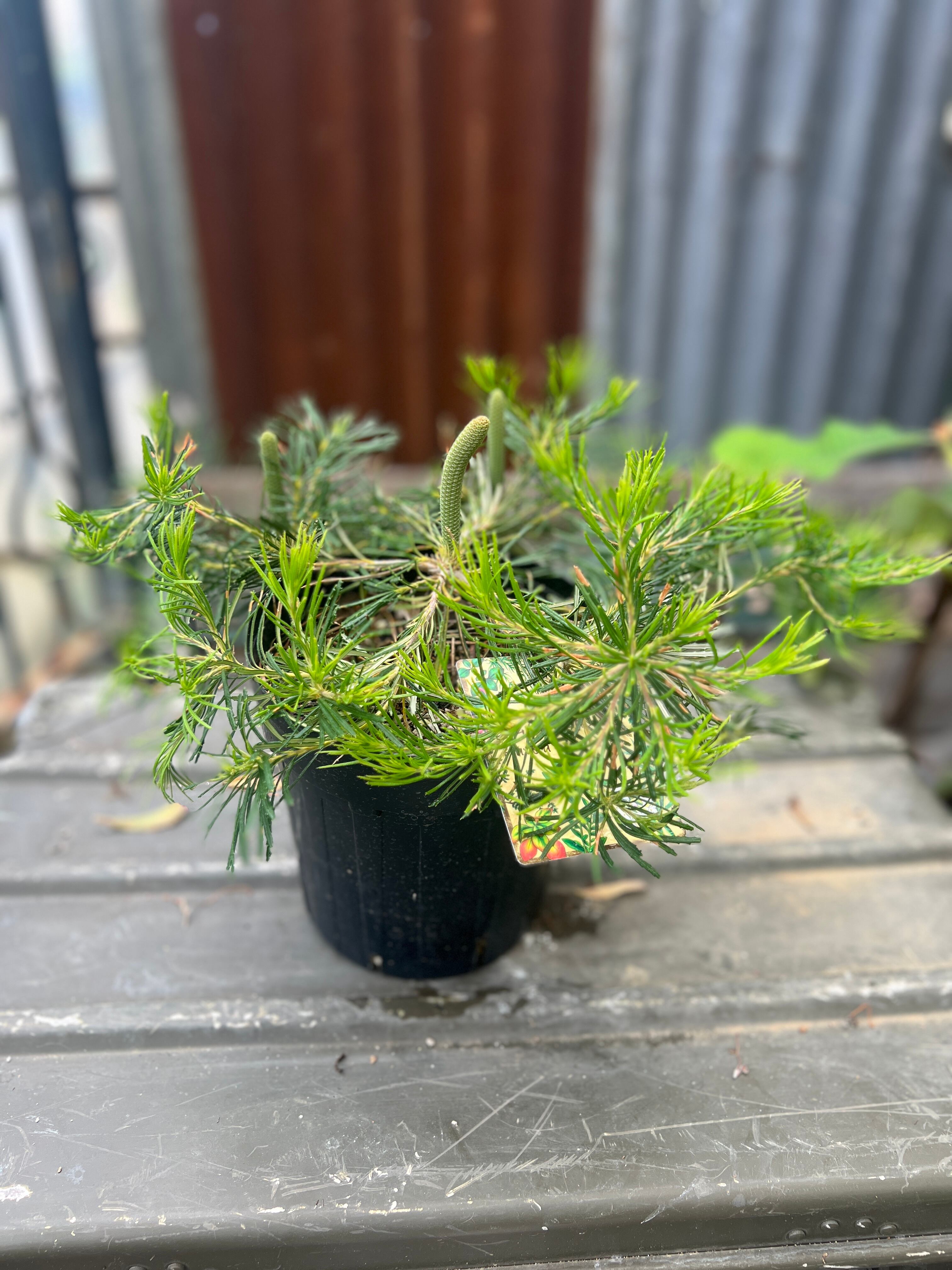 プロテア スサラ 3 プロテア スサラ(3F)② | 沼ノ上農園