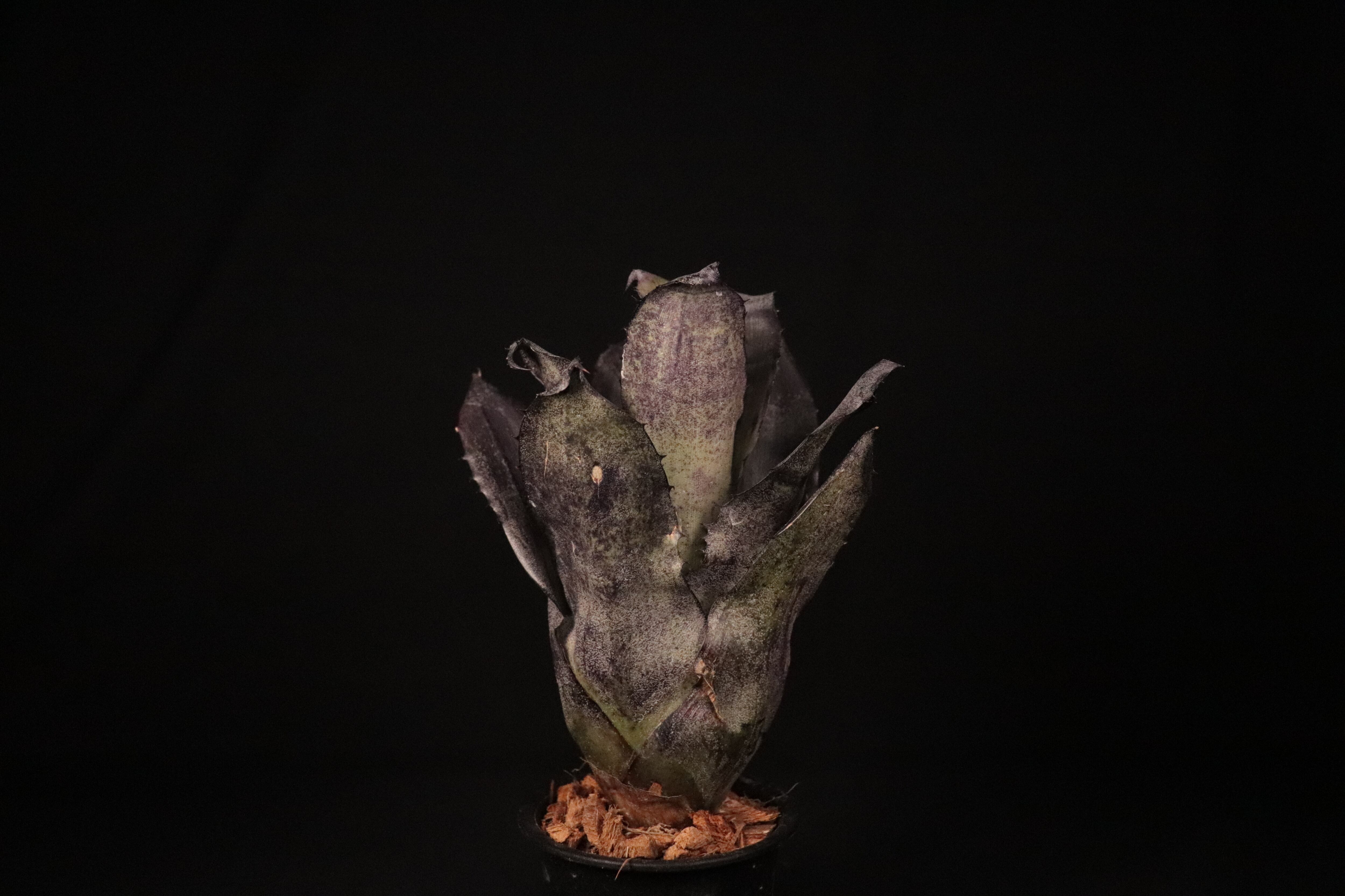 【抜苗】Hohenbergia 'Dark Matter' ホヘンベルギア 送料無料】 Hohenbergia leopoldo-horstii Black form