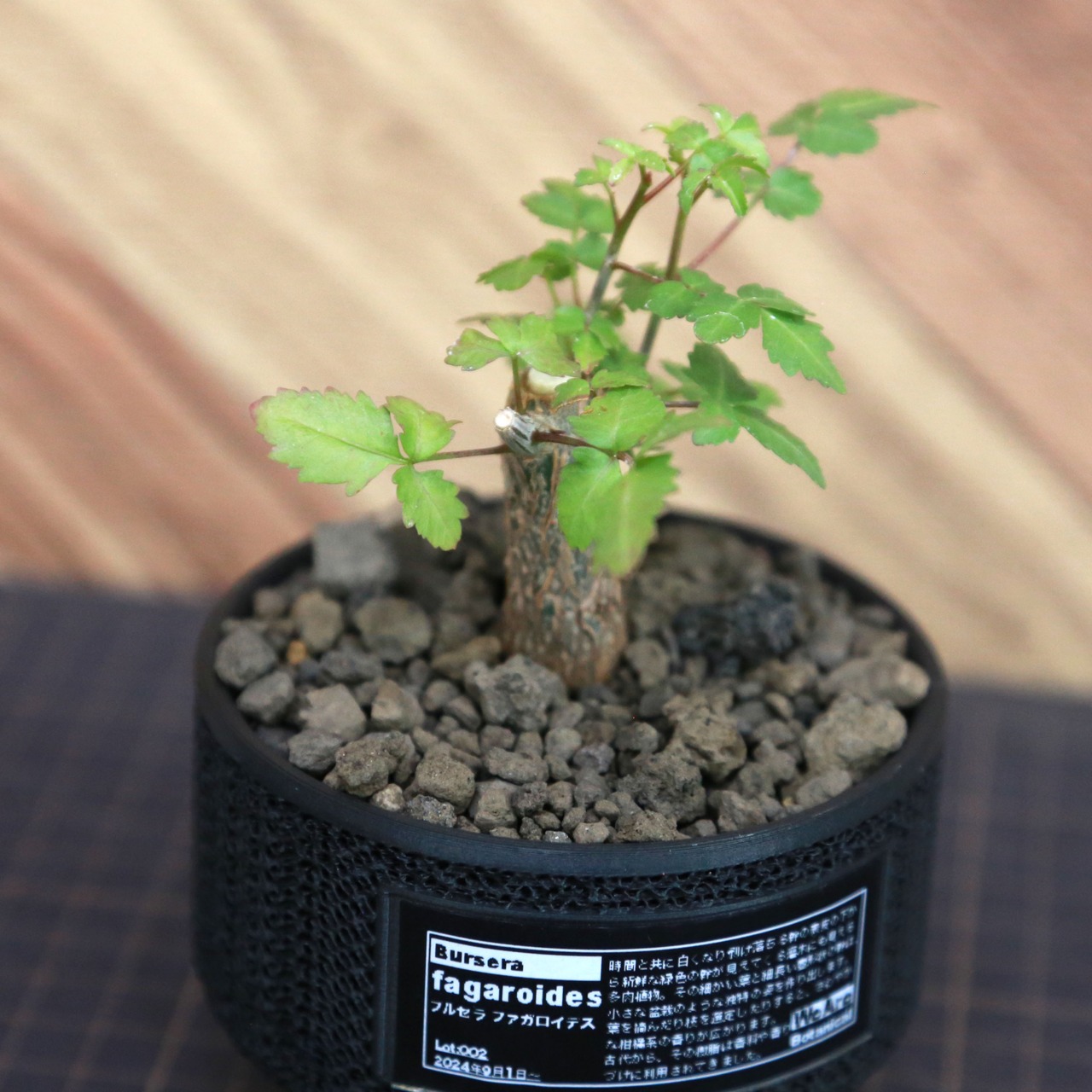 Bursera fagaroides ブルセラ ファガロイデス / 小株(3号鉢)/Lot.002