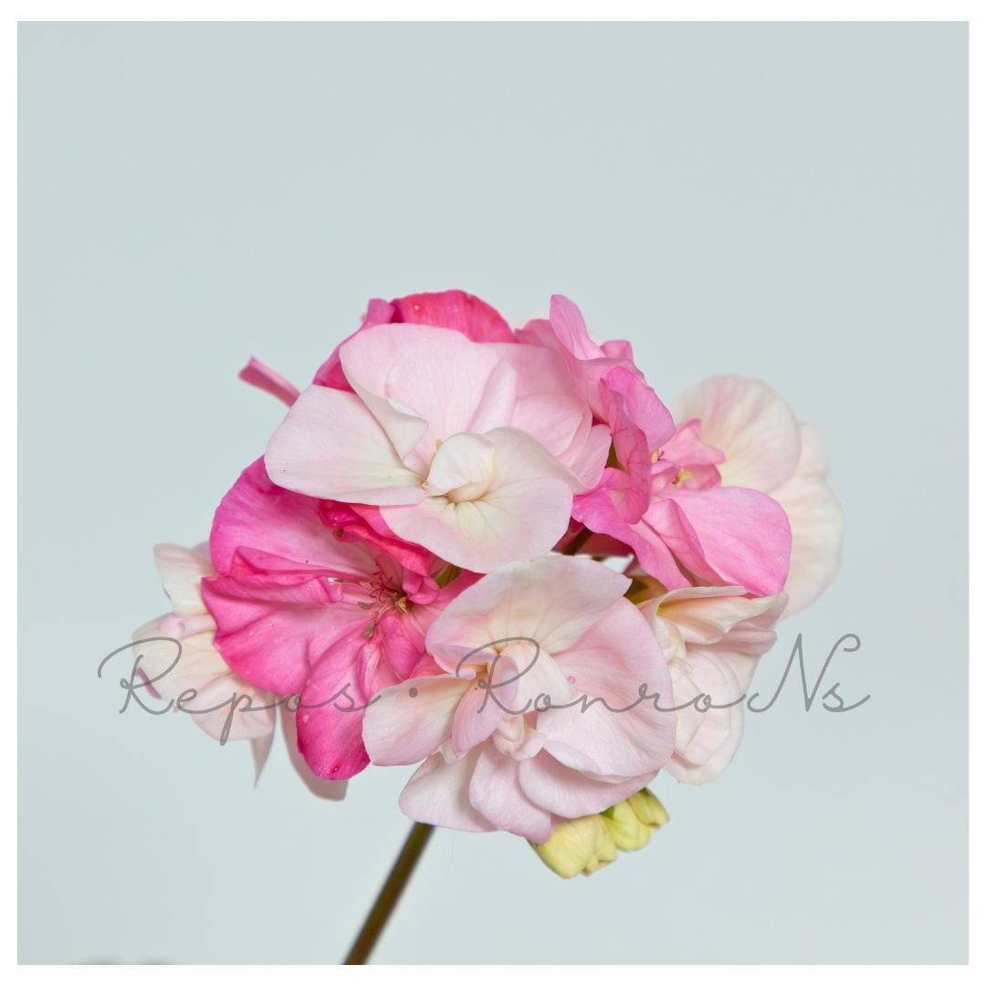 プレミアムゼラニウム:二度ザクラ(3号)生産・流通少 変わり咲き 八重咲き ゼラニウム ゼラニューム苗