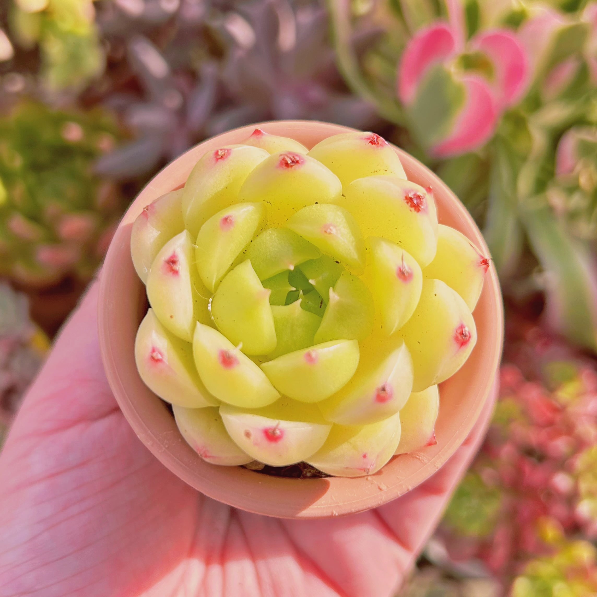 現物 多肉植物 クィーンマルガン | るる農園~多肉植物専門