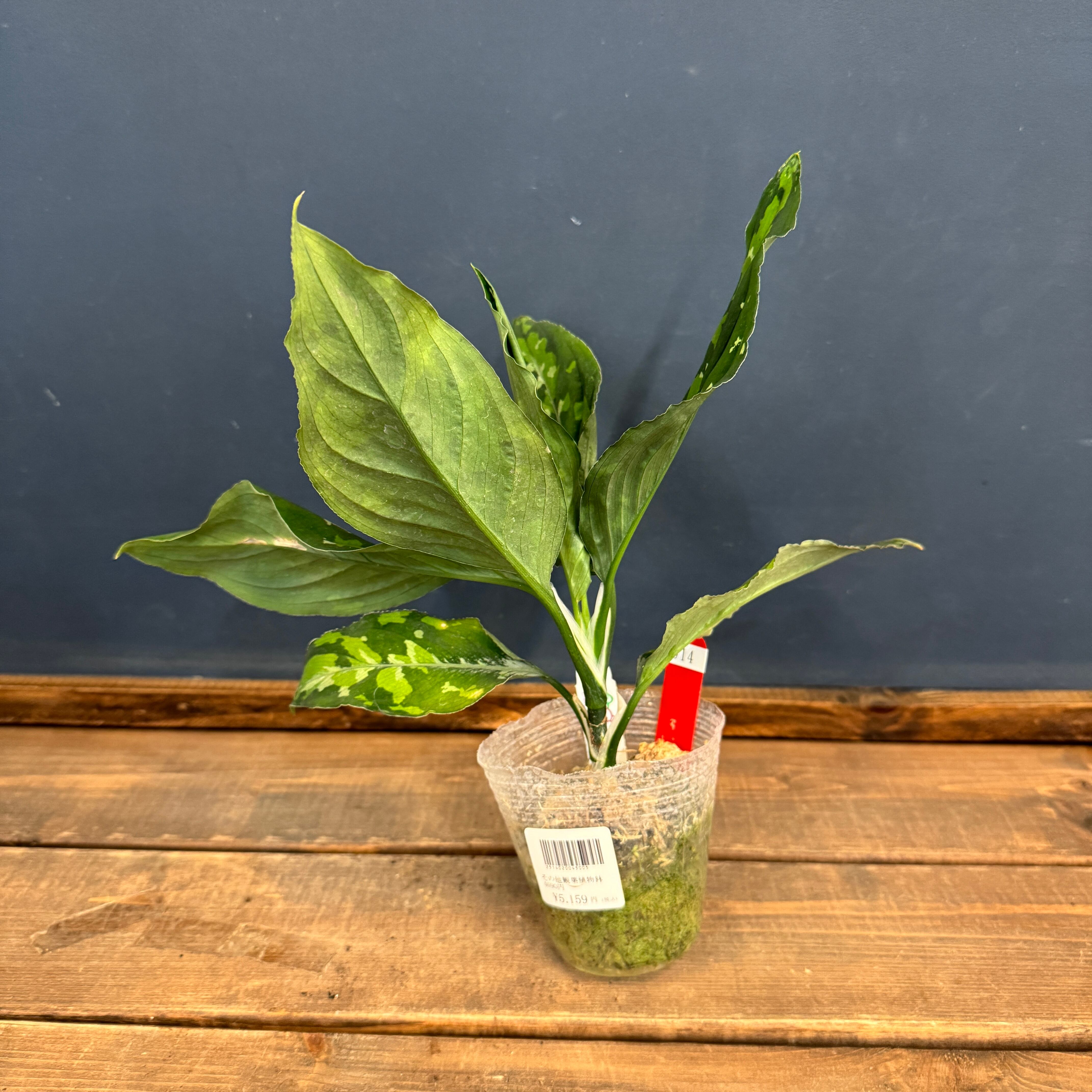 クリアランス】アグラオネマ ピクタム トリカラー ワイド【914