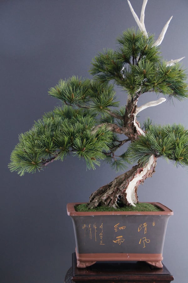 盆栽 模様木（神舎利付） Pinetree Bonsai #3 | Oh! BONSAI