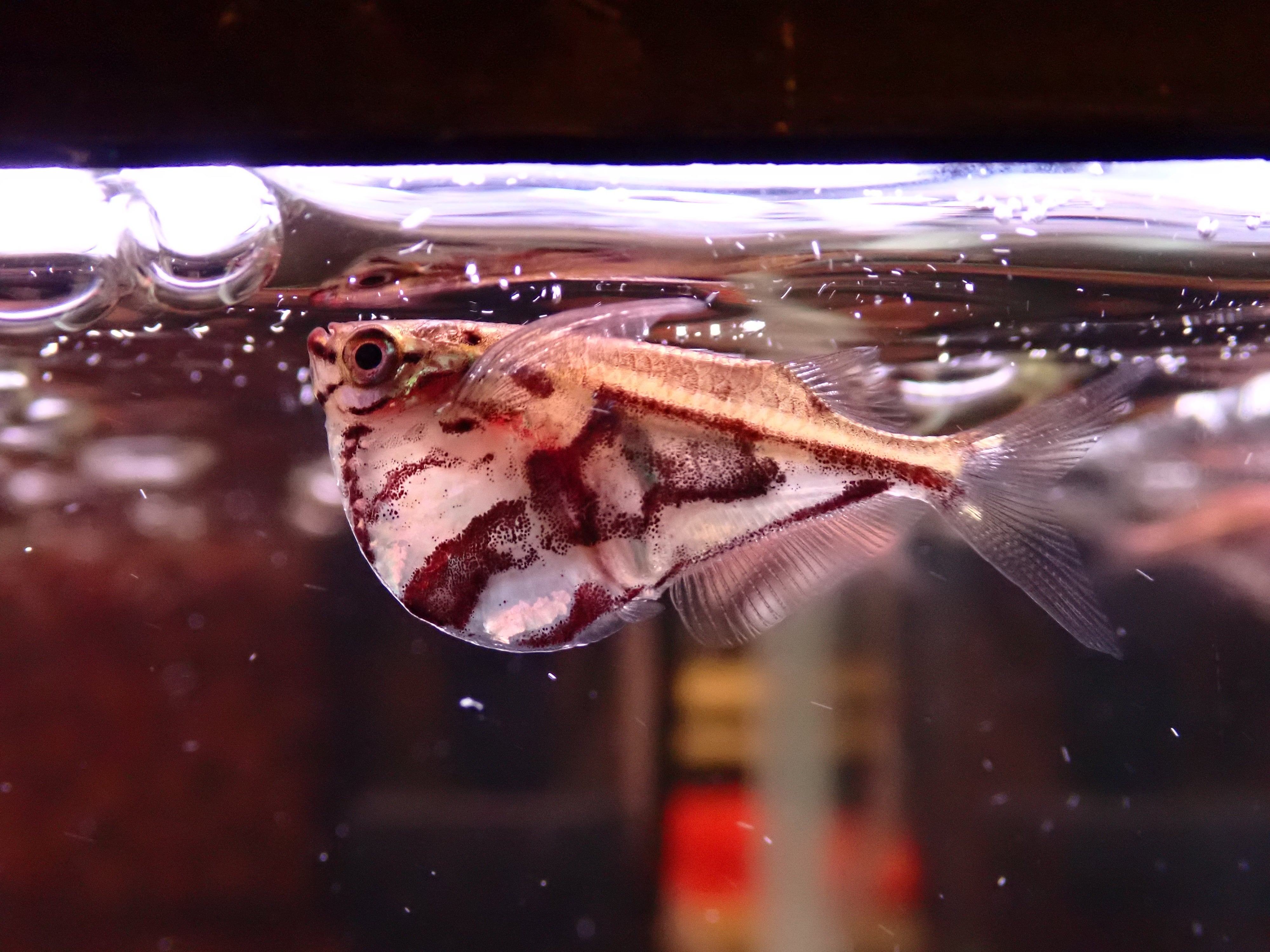 マーブルハチェット