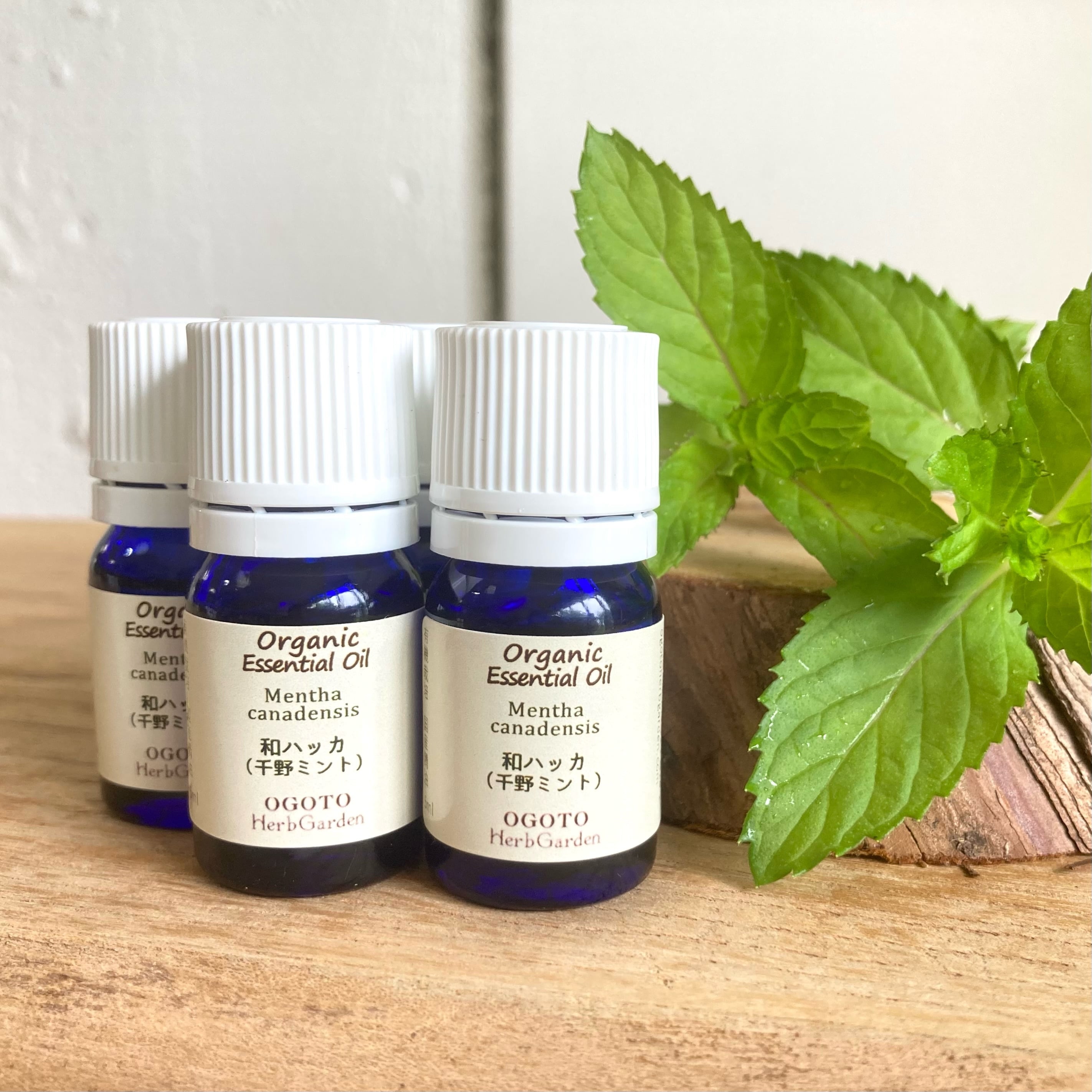 自家栽培&蒸留】オーガニック和ハッカ（千野ミント）精油 5ml | 近江お