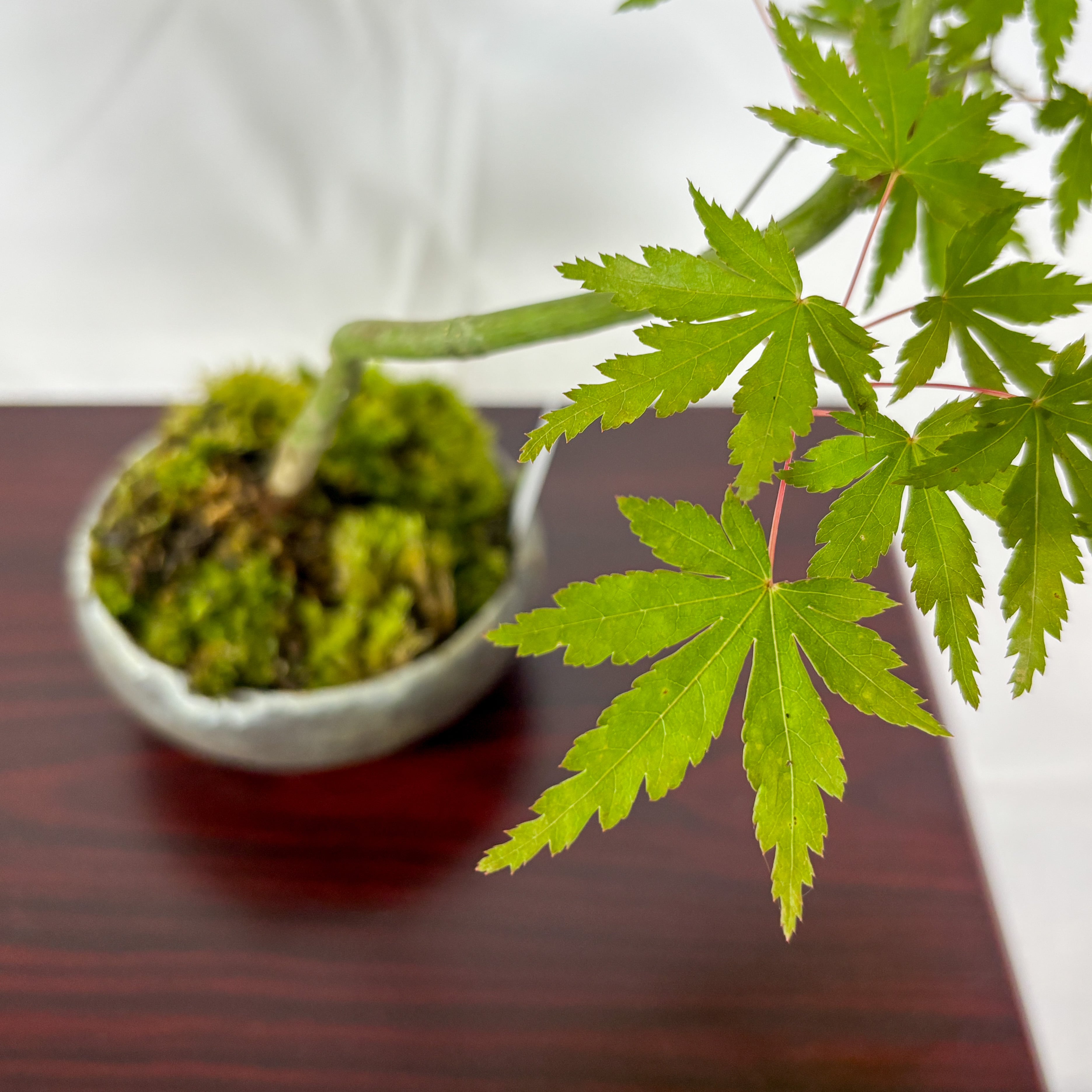 山もみじ／ヤマモミジ盆栽（NA-007） | 和の暮らし盆栽店 | 公式