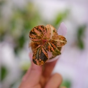 PEPEROMIA METARICA varigated / ペペロニア メタリカ