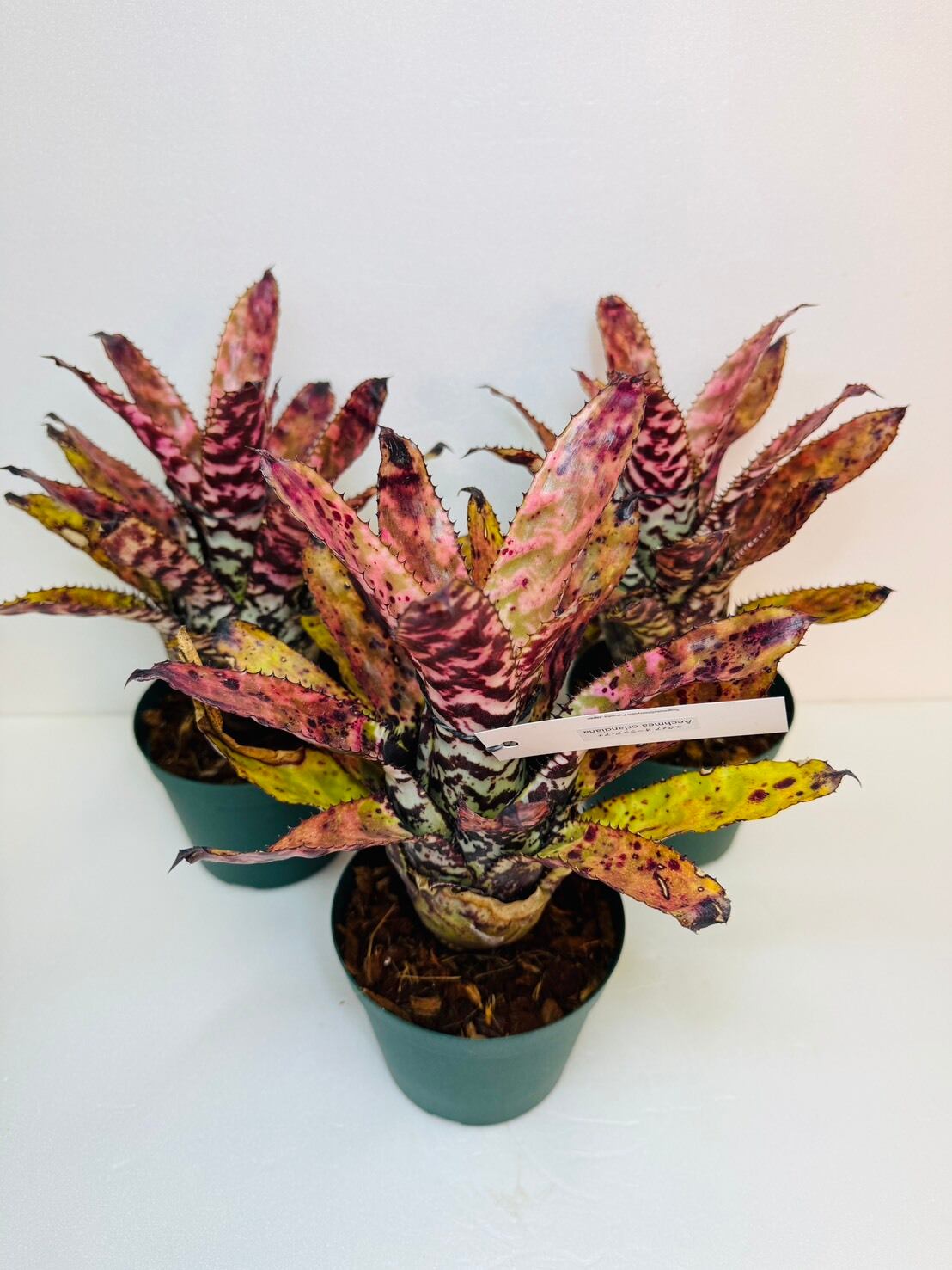エクメア・オーランディアナ 4号 | 観葉植物と雑貨のお店 VIVAGREEN