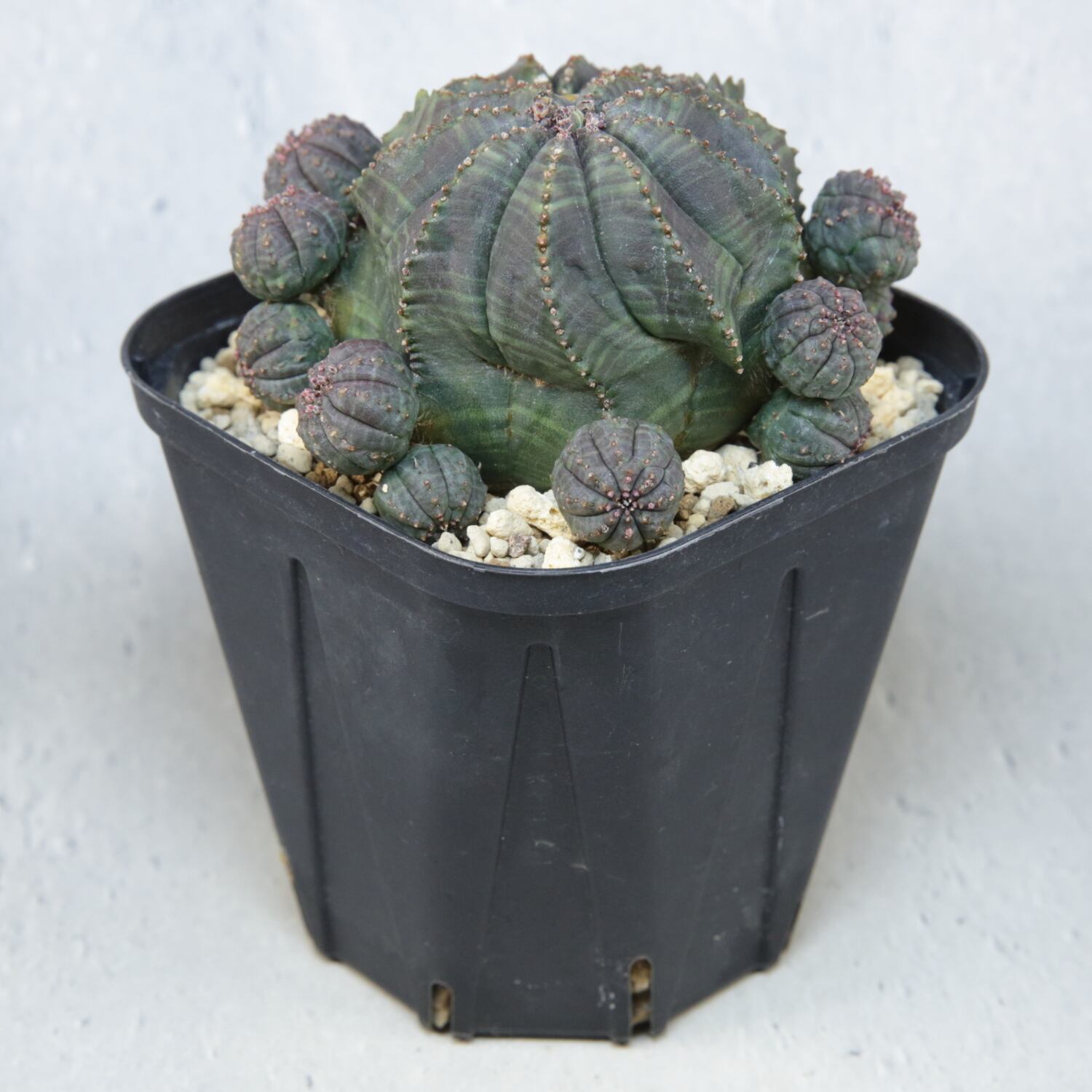 厳選株】最大幅約6.7cm 仔吹き 円扇石化 オベサ / ユーフォルビア