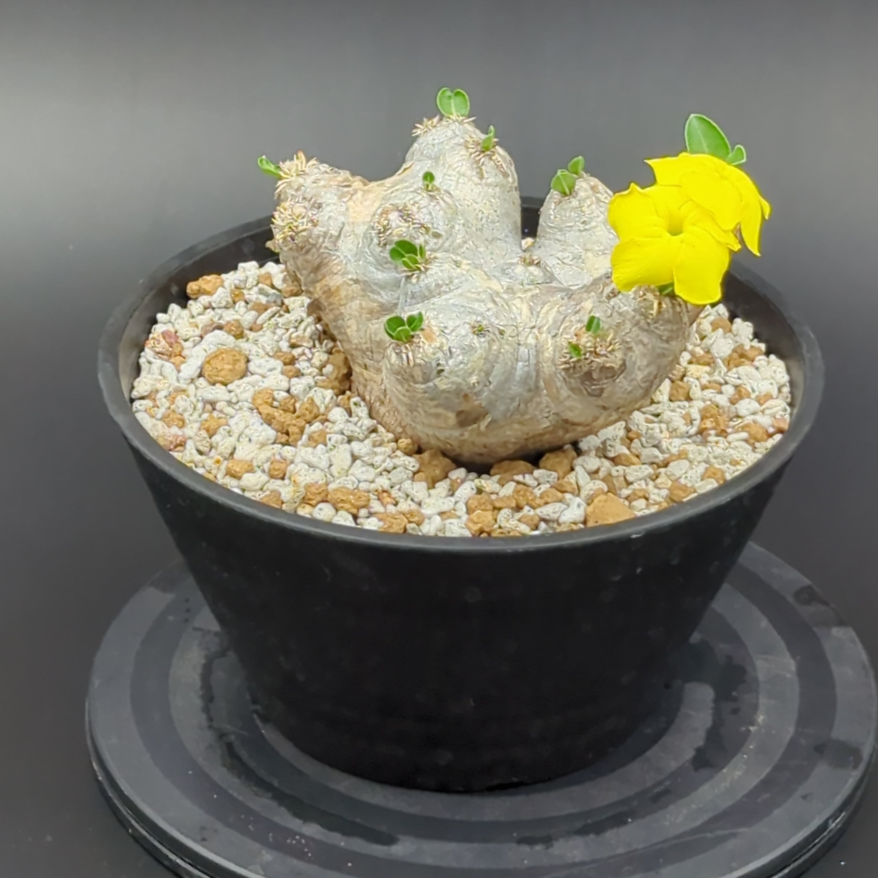 パキポディウム・ブレビカウレ '恵比寿笑い' 【大株】 | BRIDGE GARDEN