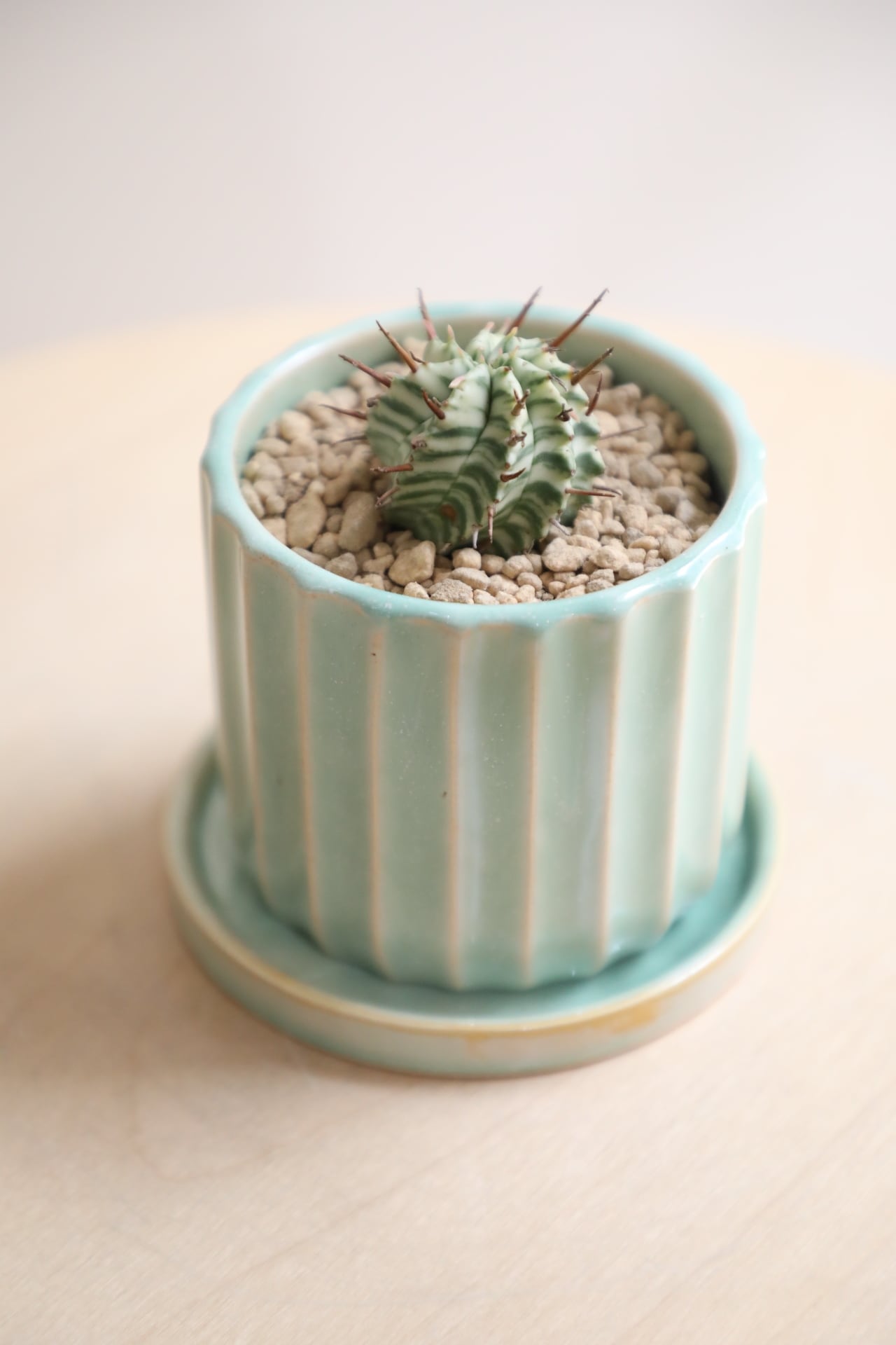 S】ユーフォルビア メロフォルミス錦/Euphorbia | 【厳選植物・器