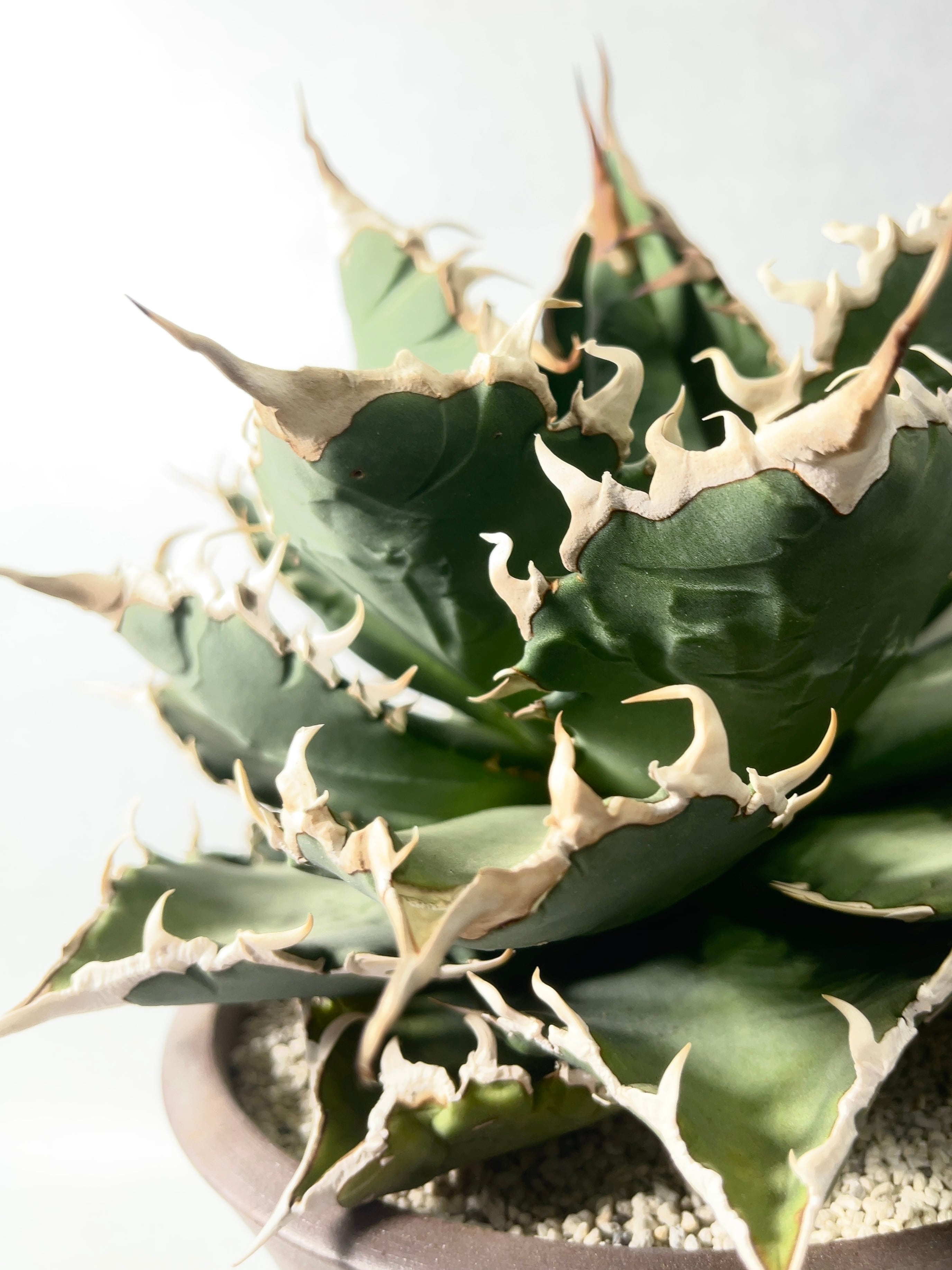 アガベ・ソーラーエクリプス | trigger