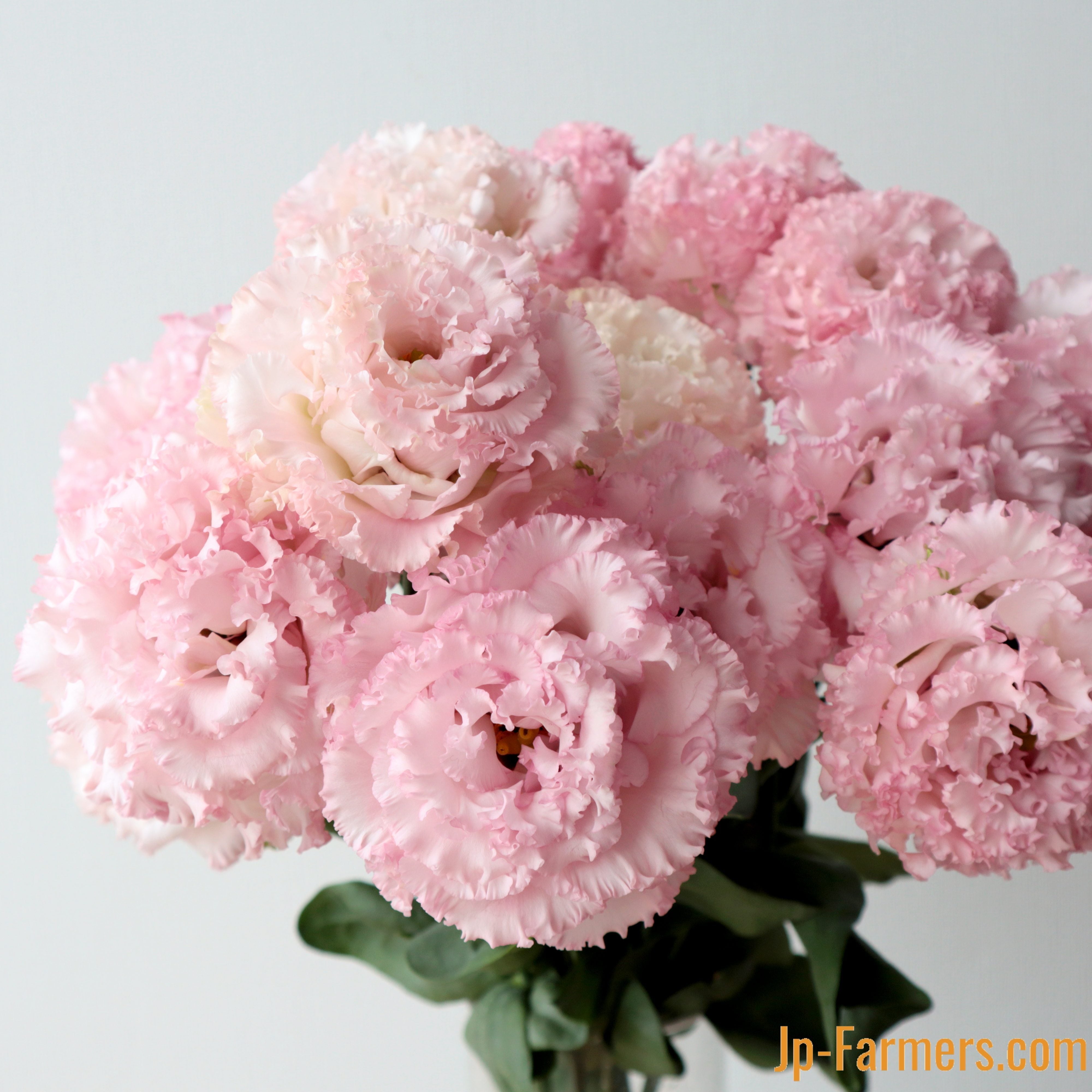 長崎県 トルコキキョウ生産の貴公子 平野昭太氏の ボヤージュピンク Jp Farmers Com