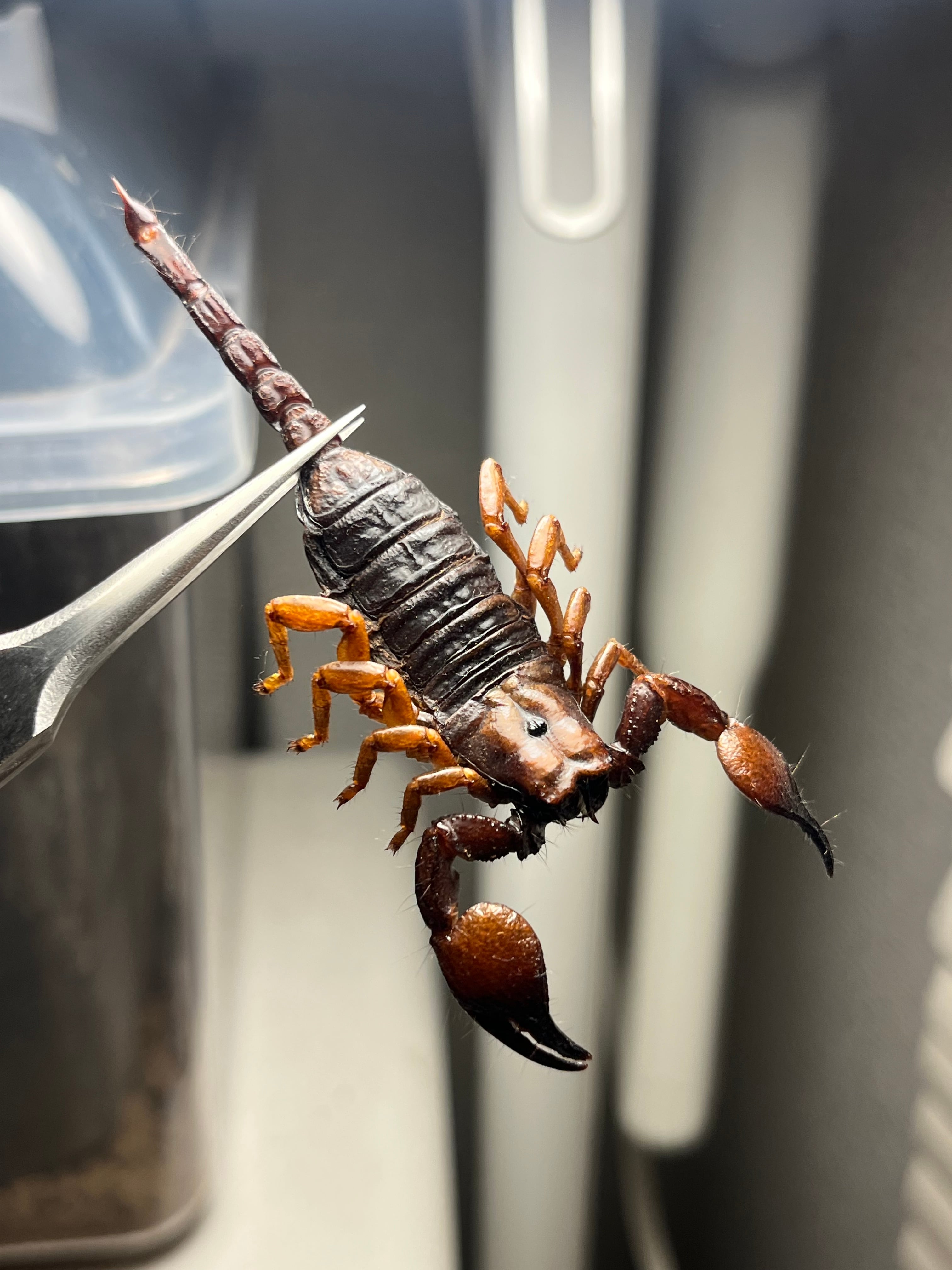 レッドクロースコーピオン 立体標本 レッドクロースコーピオン 立体