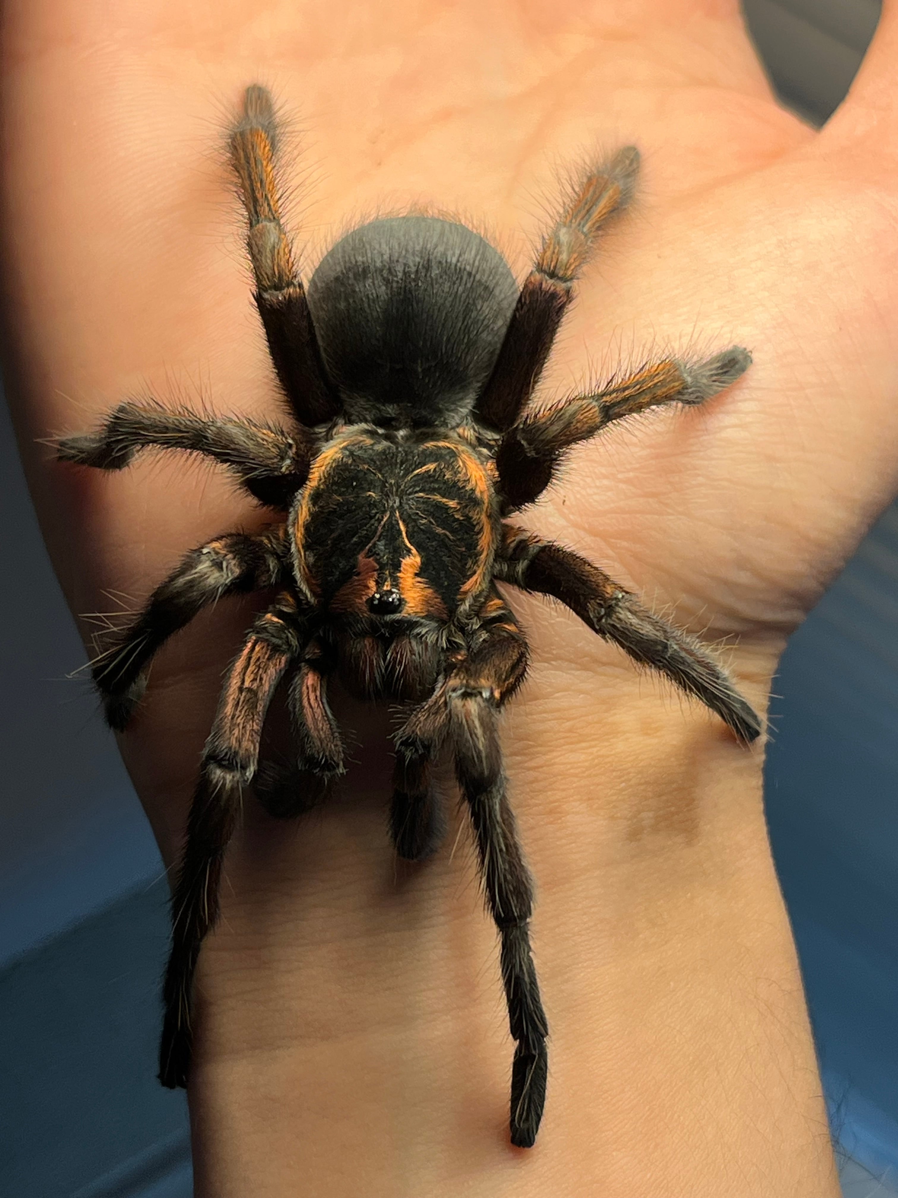 Pamphobeteus | オモニキチュウ