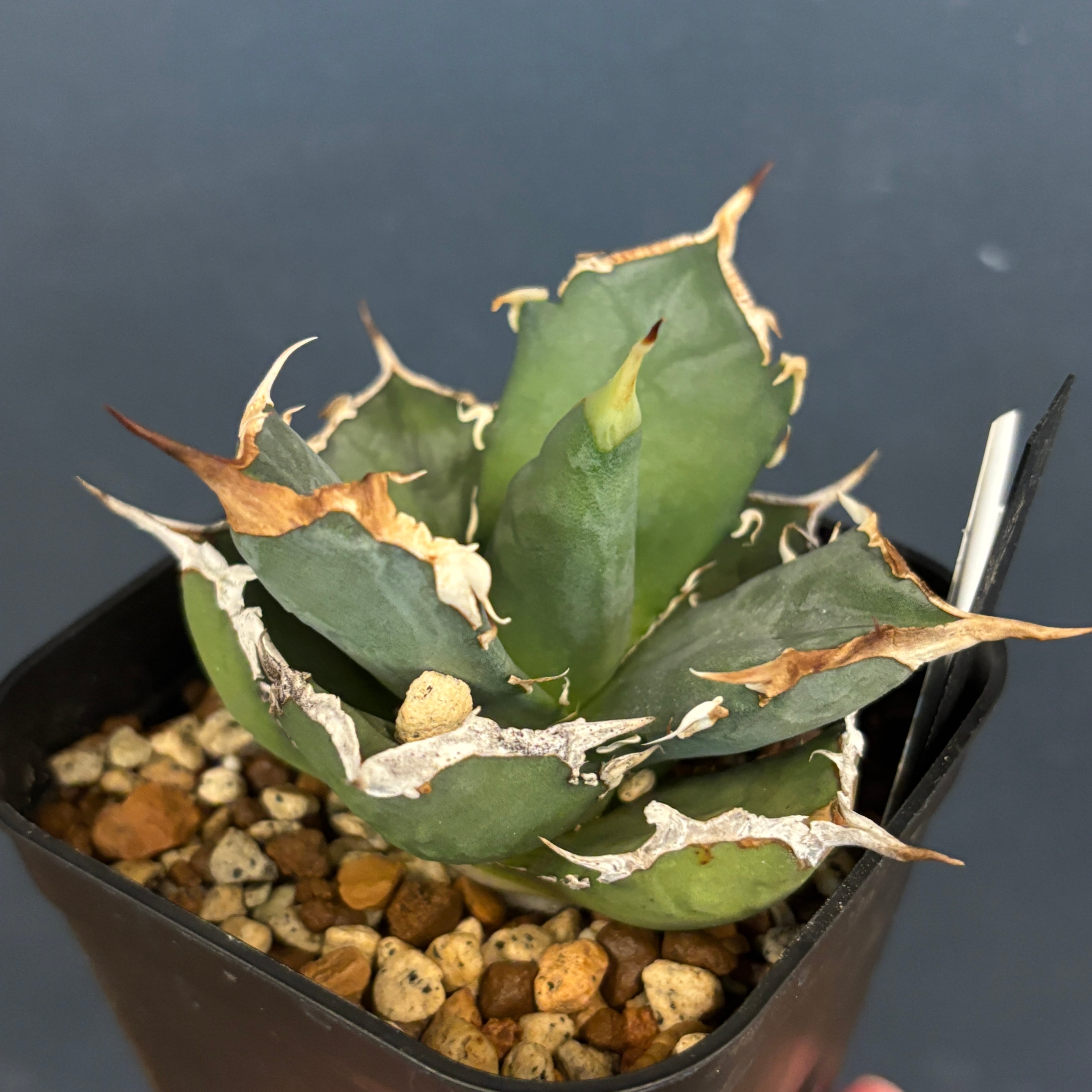 アガベ チタノタ 烈焔【78】 | PROTOLEAF プロトリーフ