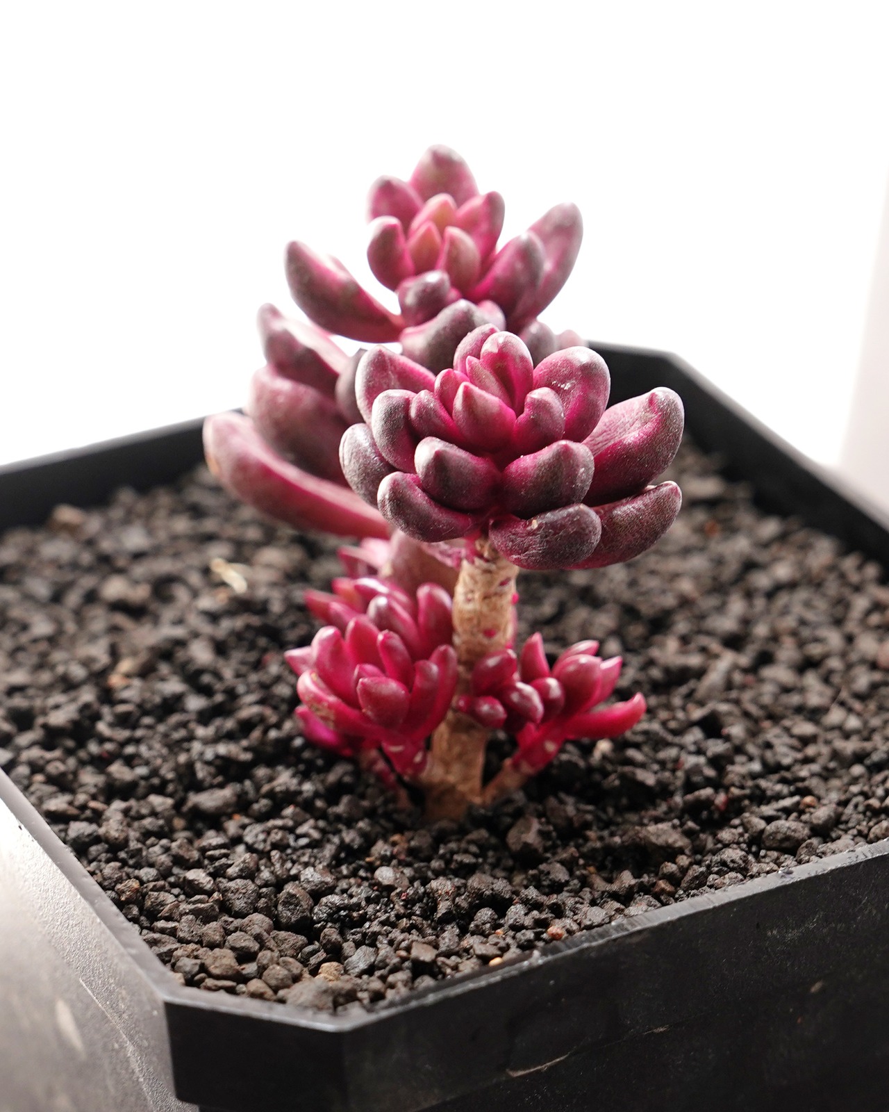 カット苗 フルフラセウム錦（チョコレート錦） 2本セット Sedum furfuraceum f.variegata
