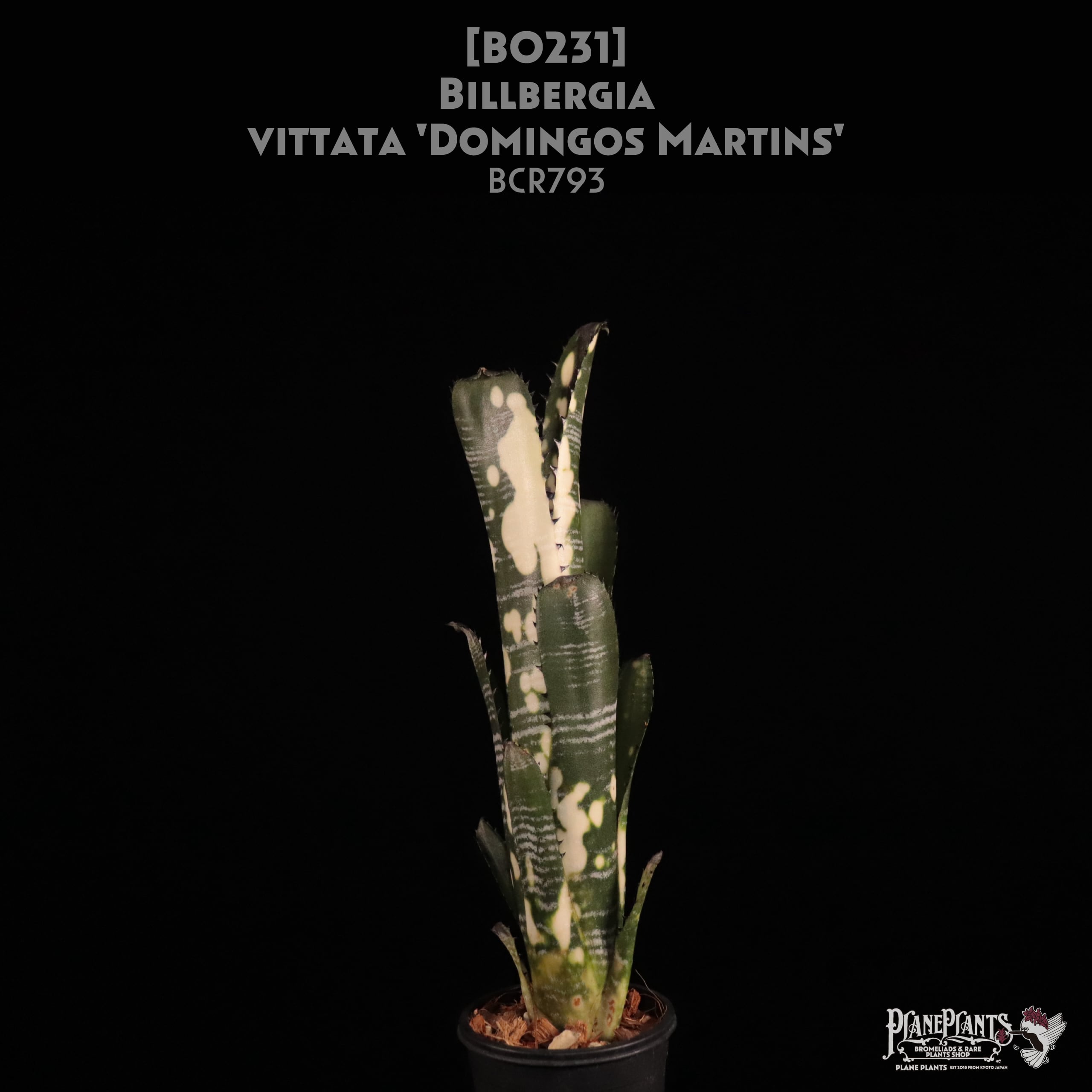【送料無料】Billbergia vittata 'Domingos Martins'〔ビルベルギア〕現品発送B0231