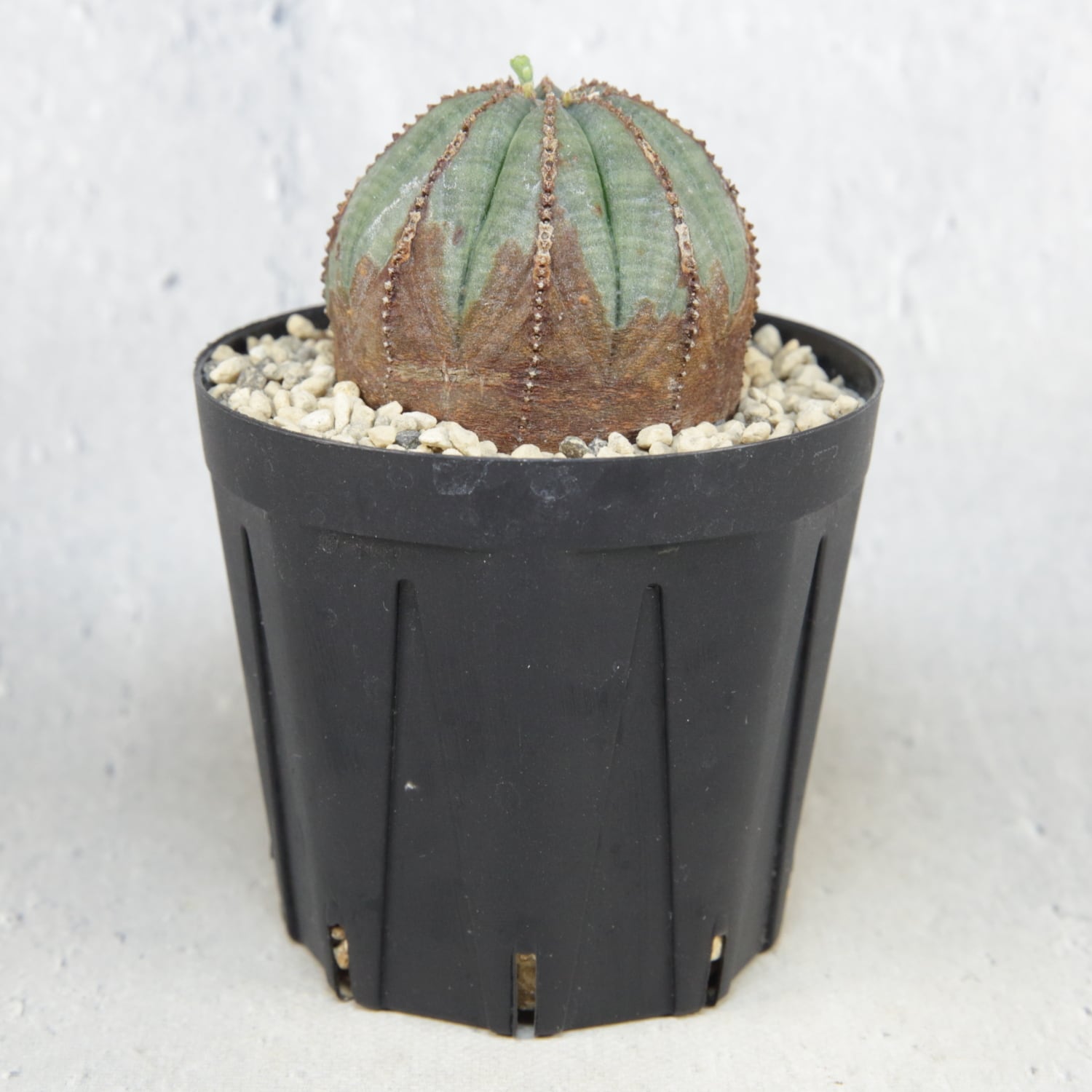 美模様 木質化 まん丸 オベサ / ユーフォルビア | LIGHTHOUSE.PLANTS