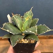 アガベ チタノタ 烈焔【339】