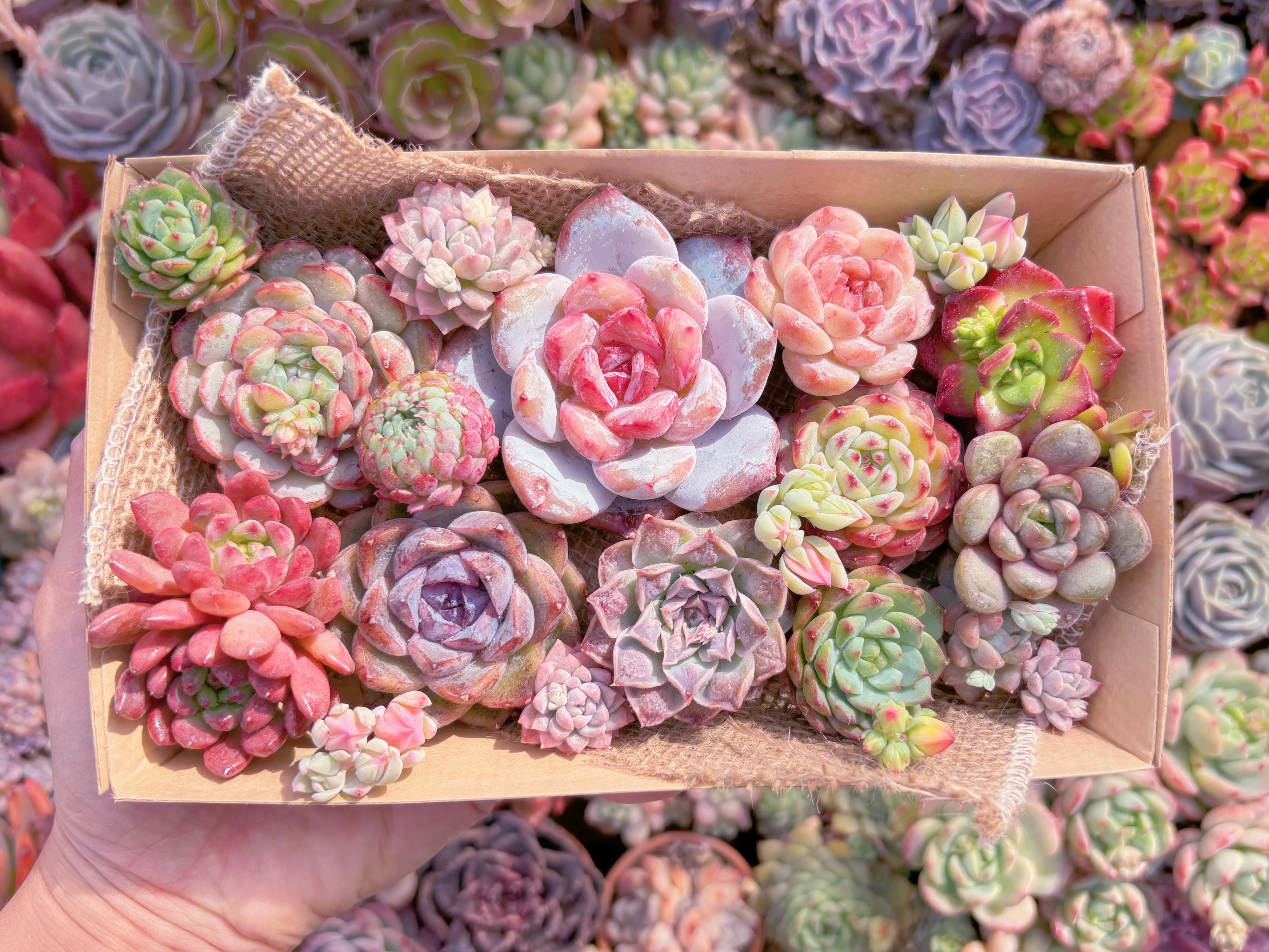 現品　寄せ植えセット#902　12cmx20cm　るる農園