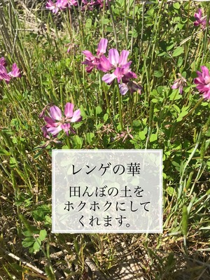 大自然米【10kg】精白米