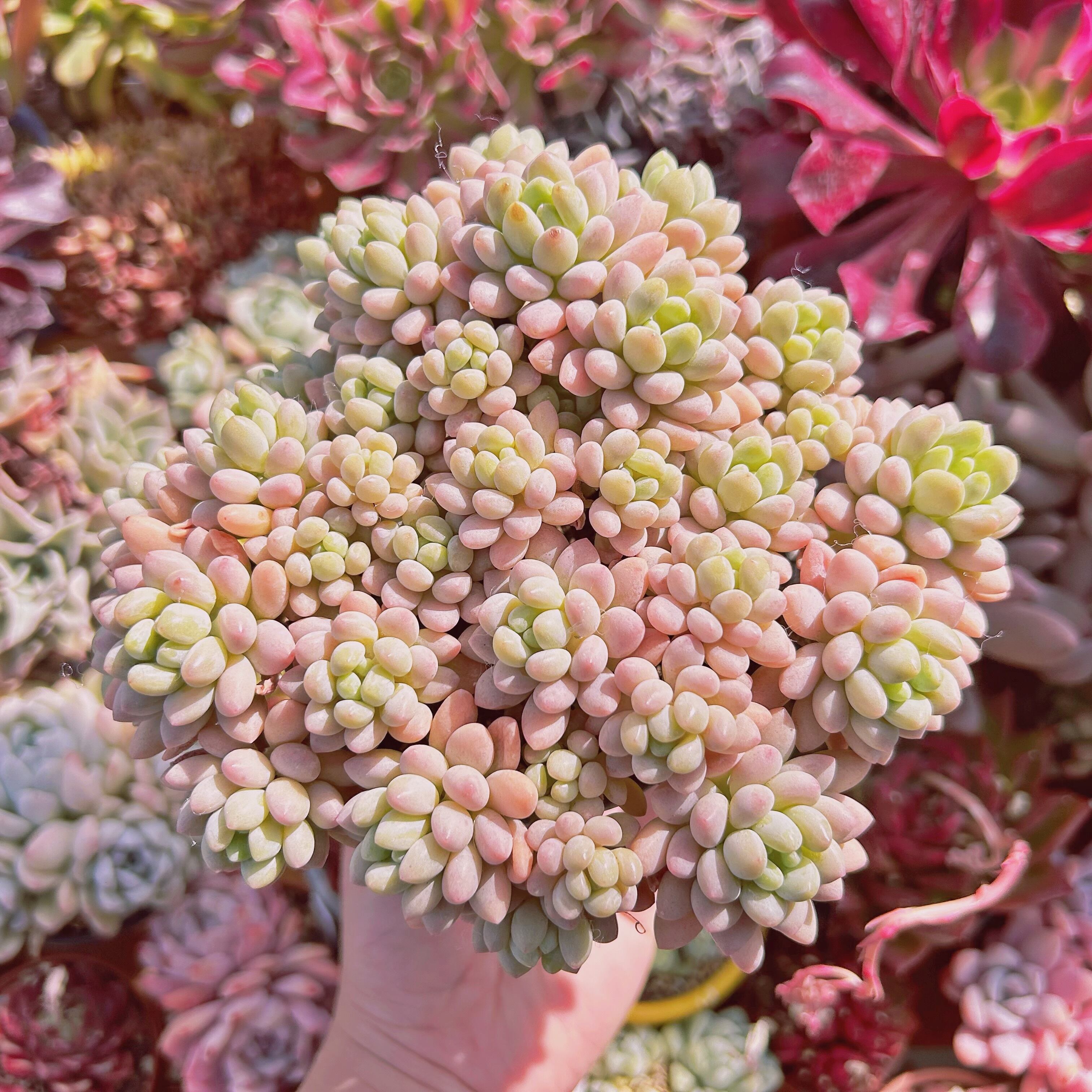 多肉植物　Pachythytum   ロココ　15頭以上　大群生　