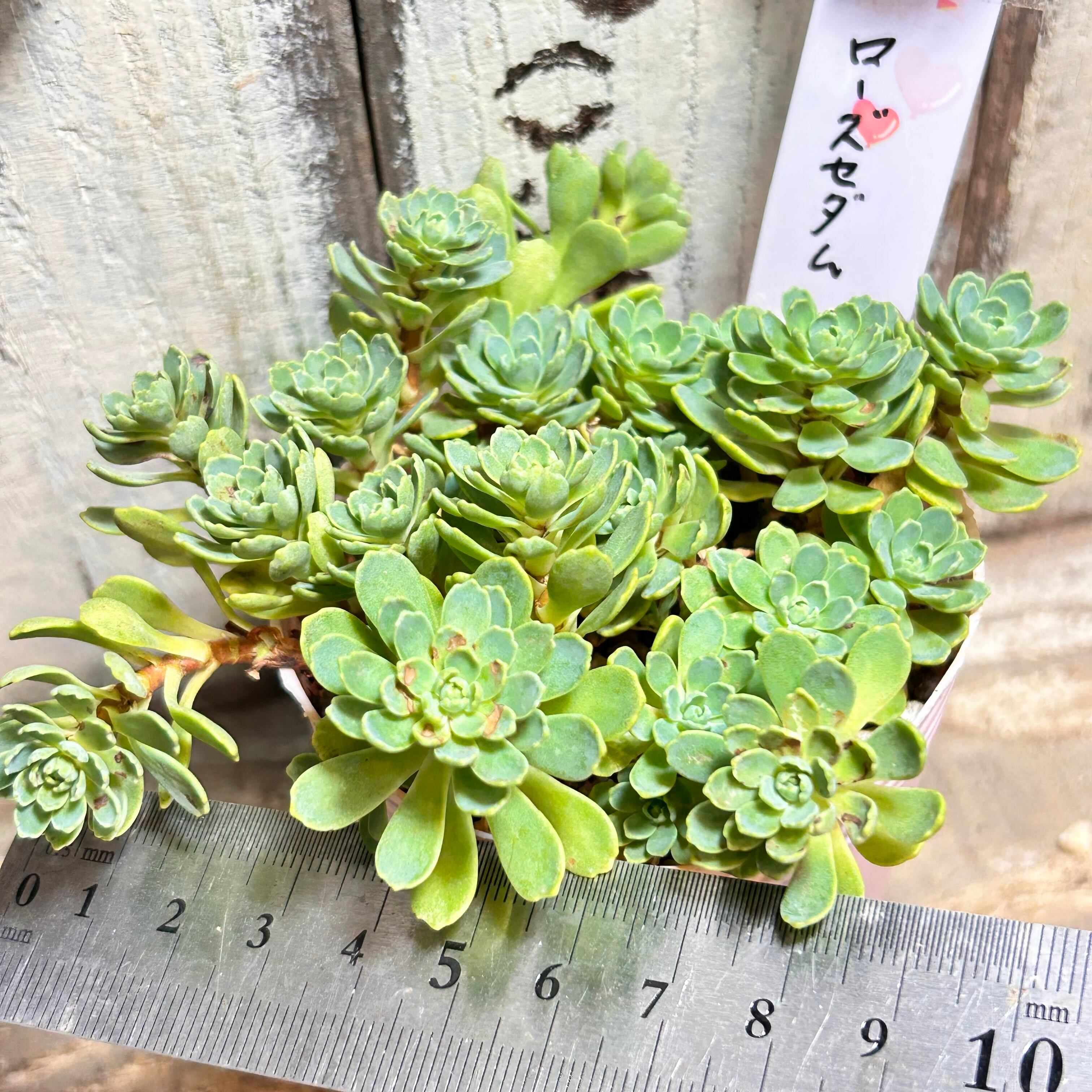 姫秀麗錦 限定1点 | RuPo 多肉植物専門店