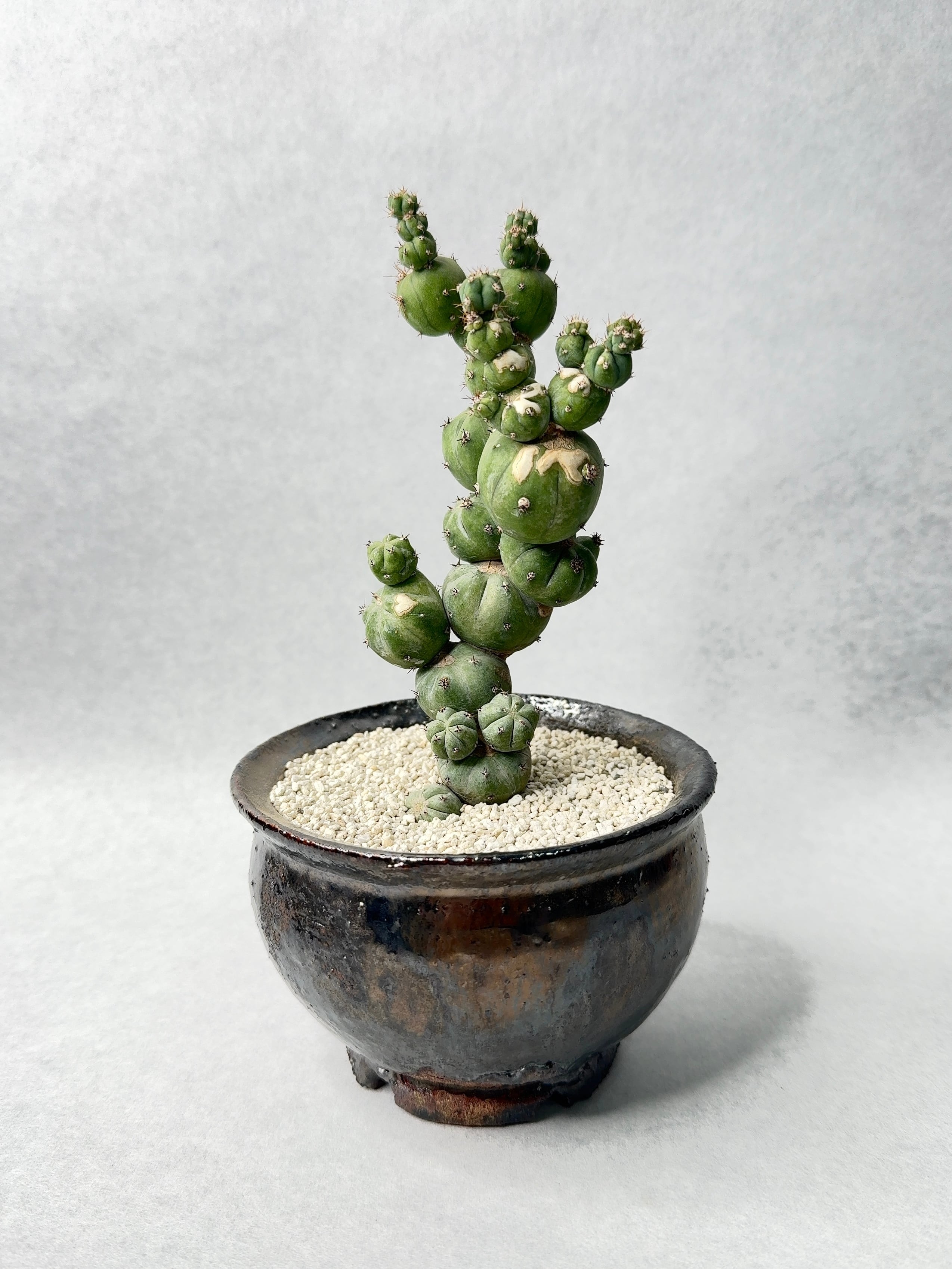 フェロカクタス・鯱頭 | trigger