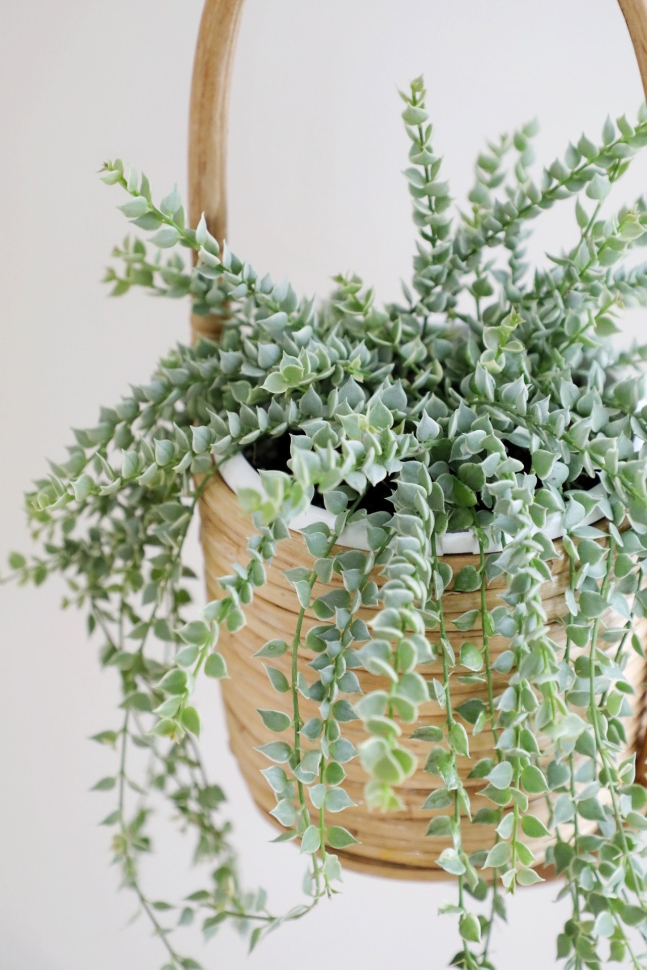 【S】ディスキディア ミリオンハート/Dischidia million heart