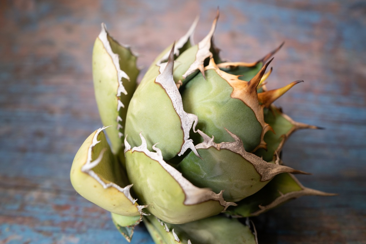 アガベ チタノタ ノーネーム① 子株付き 画像9