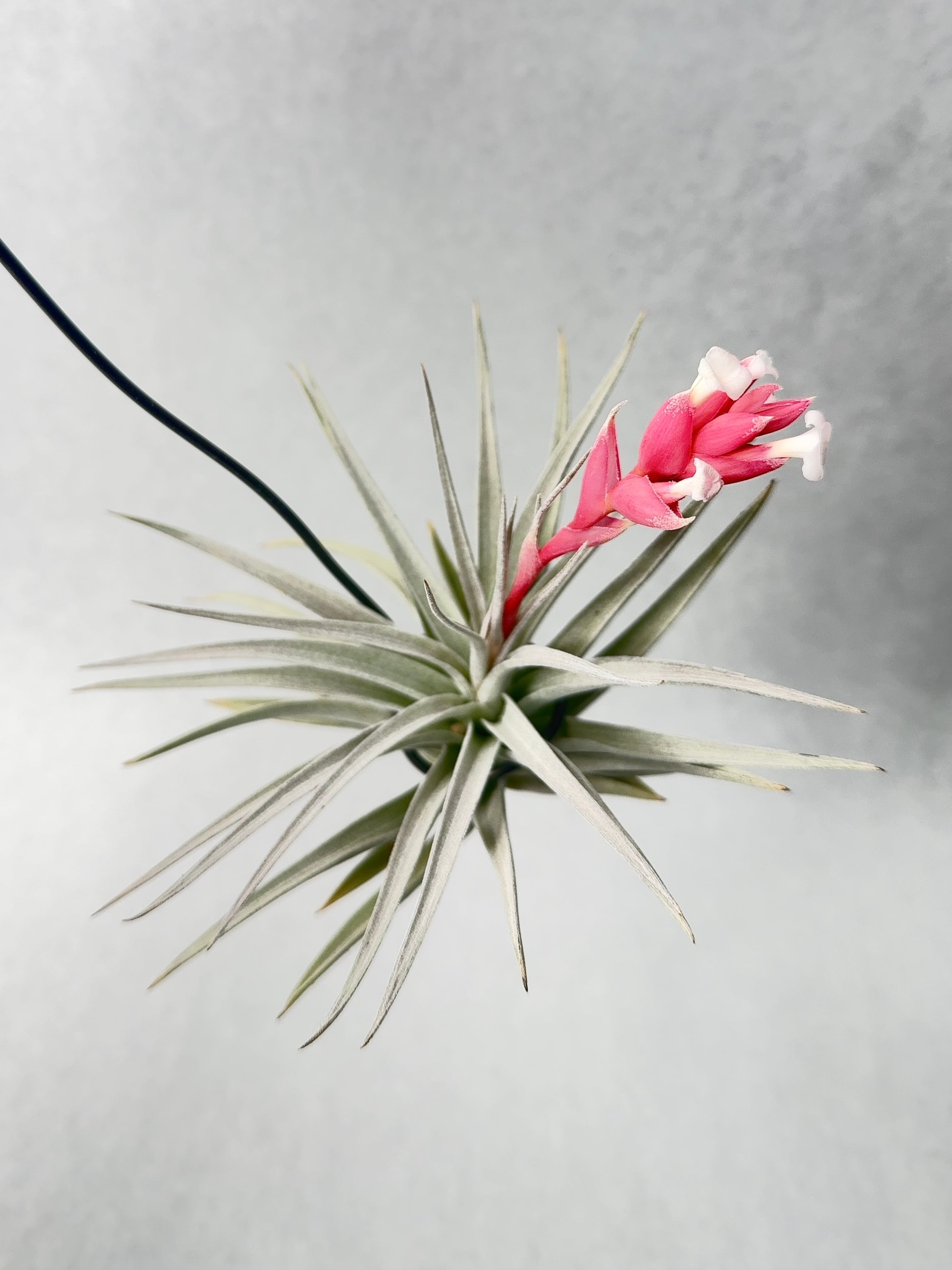 ティランジア・エディシアエ・シルバーフォーム | trigger