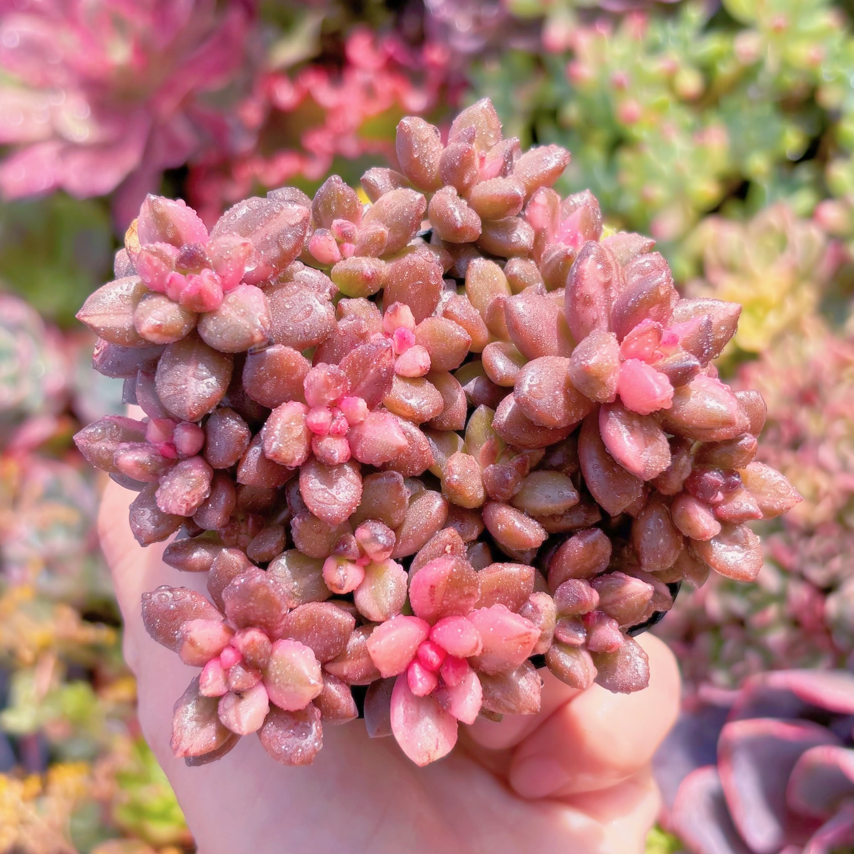 多肉植物 黒美人錦 新入荷 るる農園 | るる農園~多肉植物専門