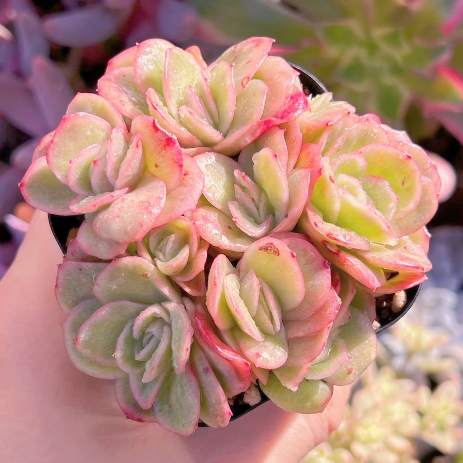 現品　アイスラブリーローズ錦#638    群生   るる農園