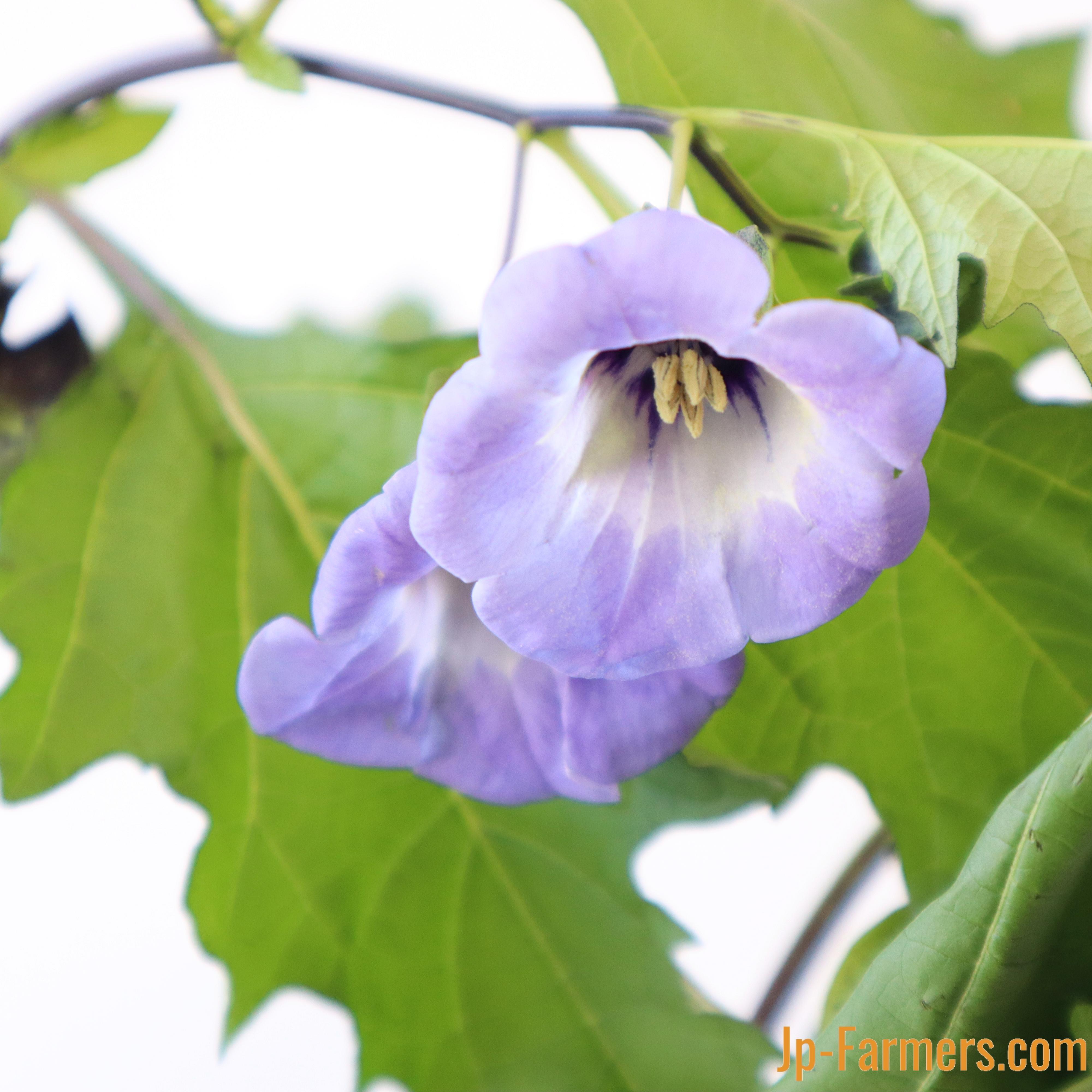 季節限定！ クロホオズキ 10本 | 新鮮お花問屋 Jp-Farmers.com