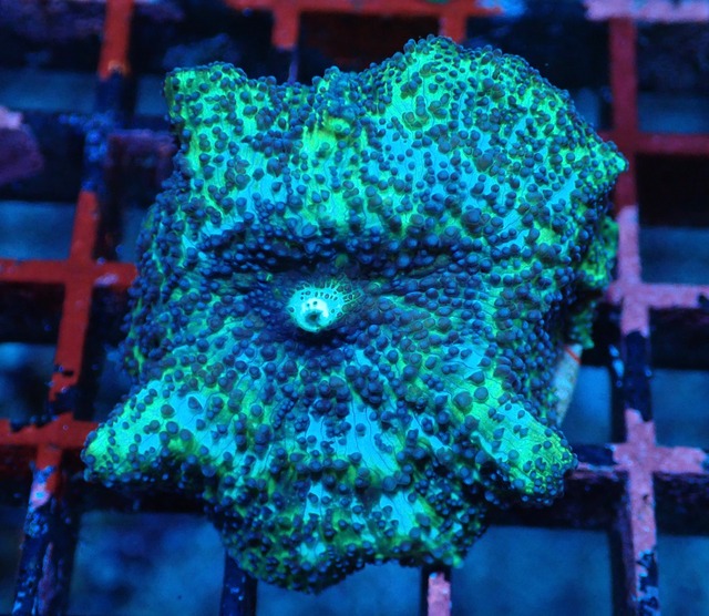 【現地買付】Discozoma 1