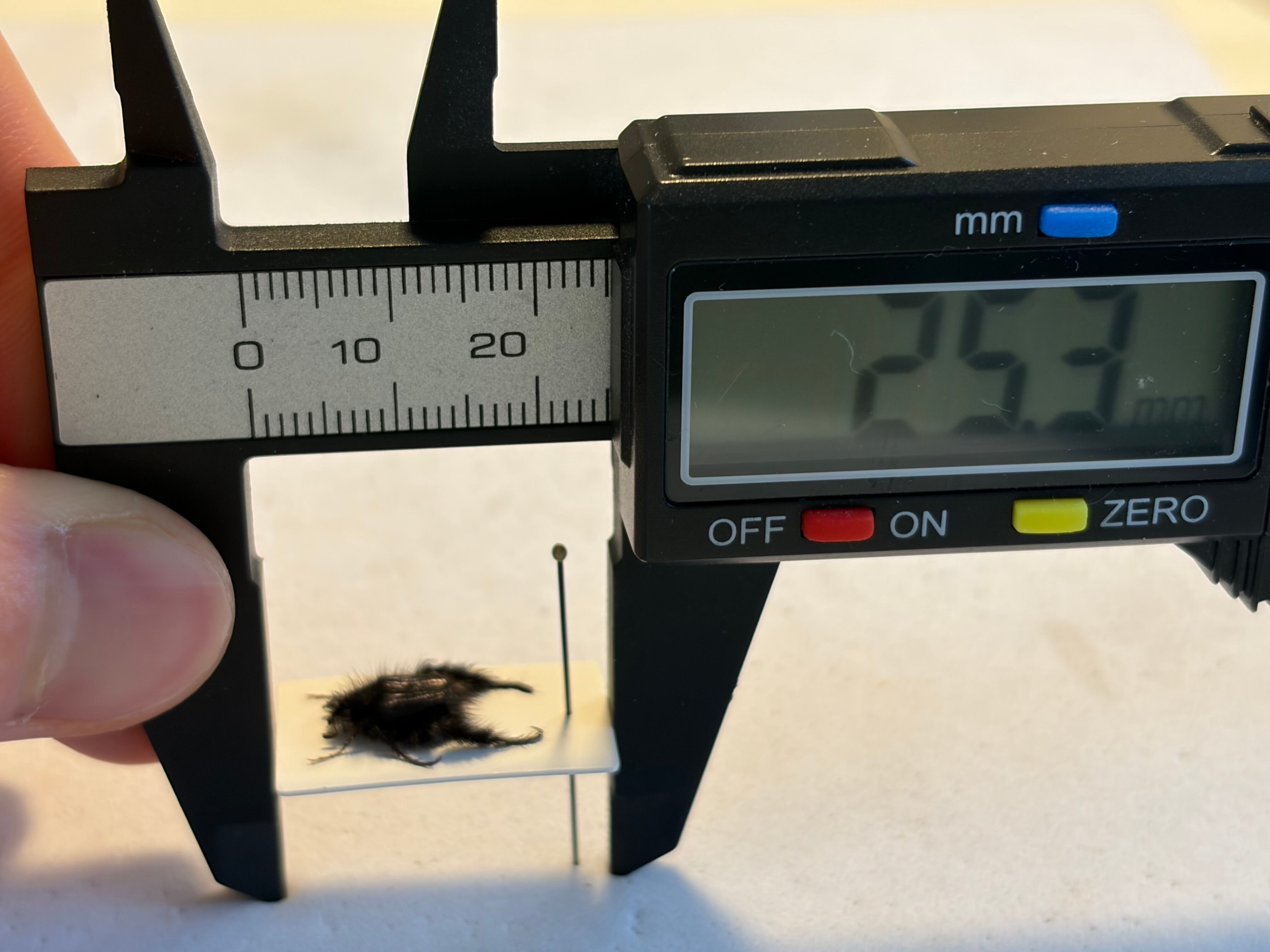 8mm】毛むくじゃらの南アフリカのアシナガコガネ 標本 プラチナコガネ
