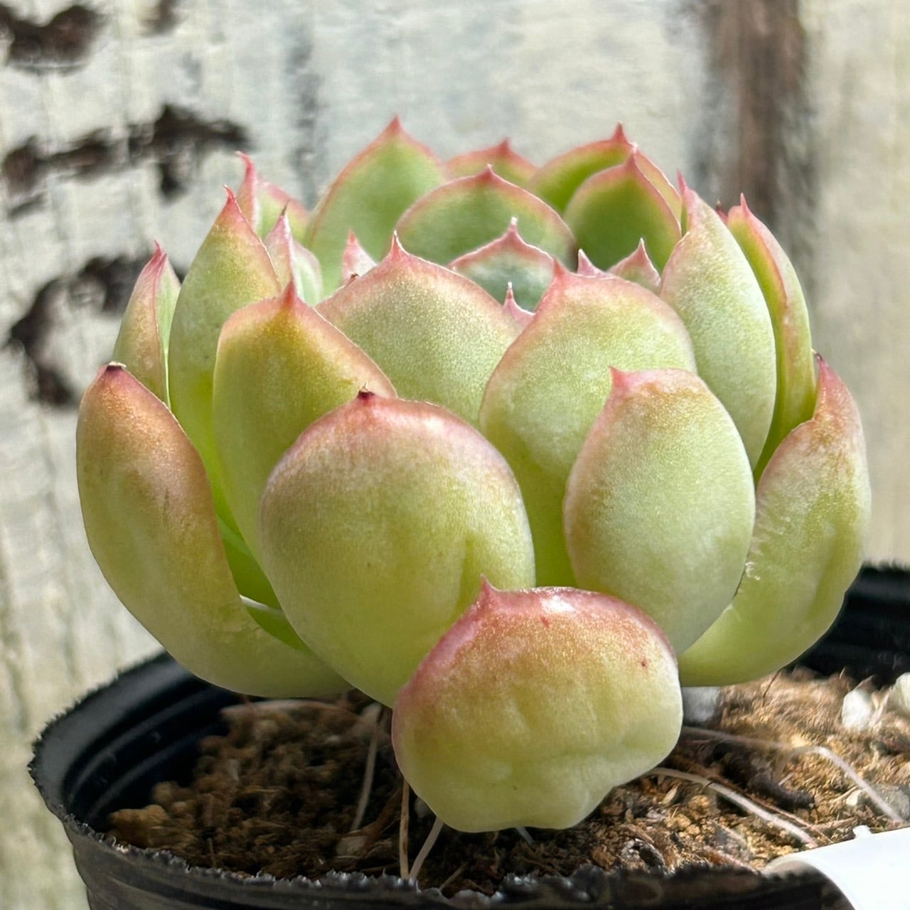 花月夜 | RuPo 多肉植物専門店