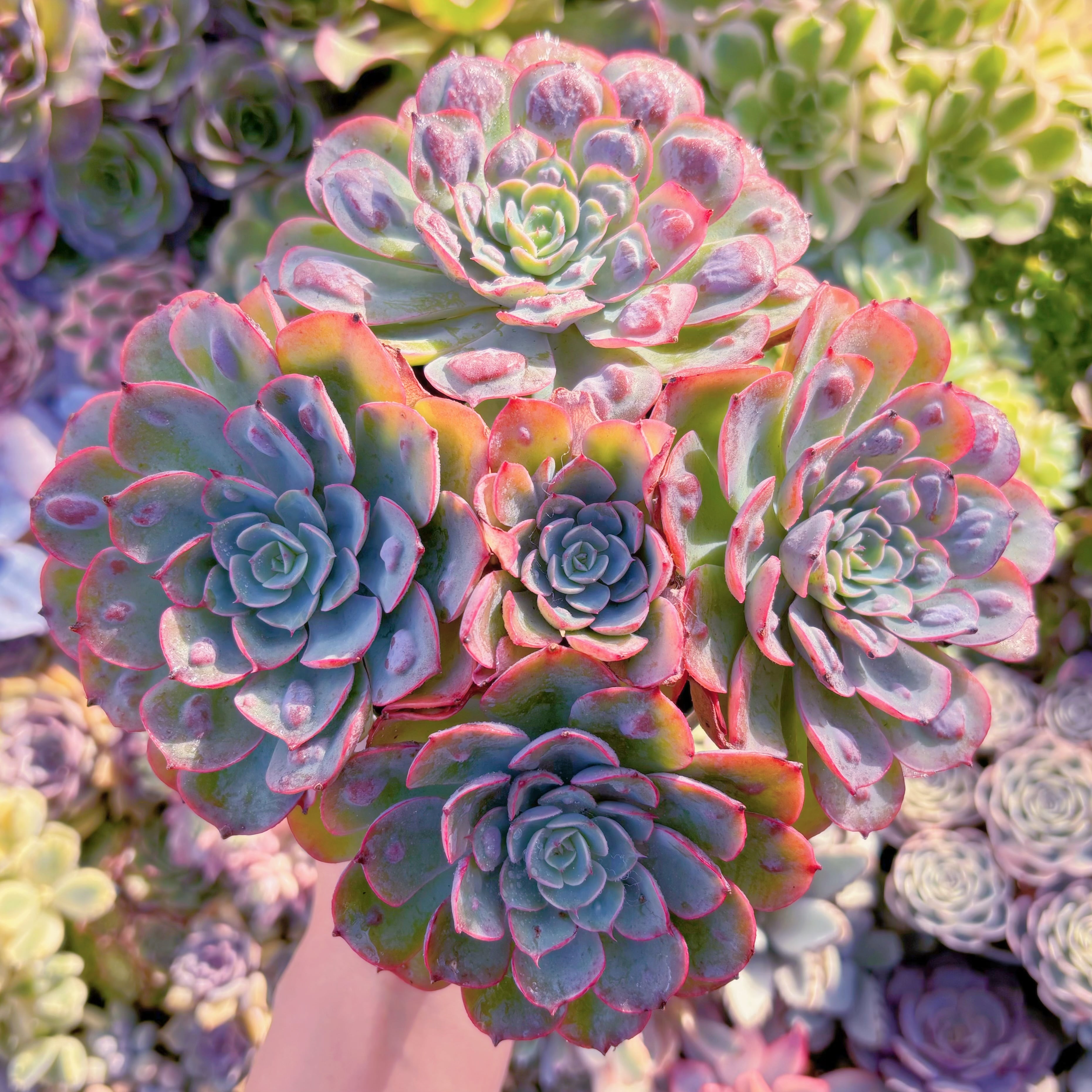 現品　ビヨンセ#F076　特大群生　るる農園