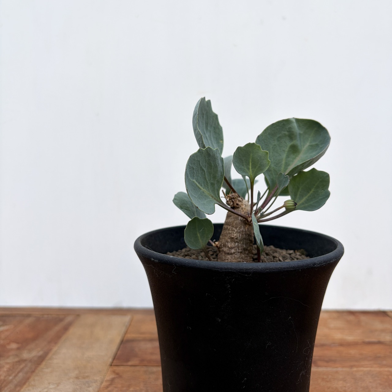 Othonna hederifolia【オトンナ・ヘデリフォリア・実生】