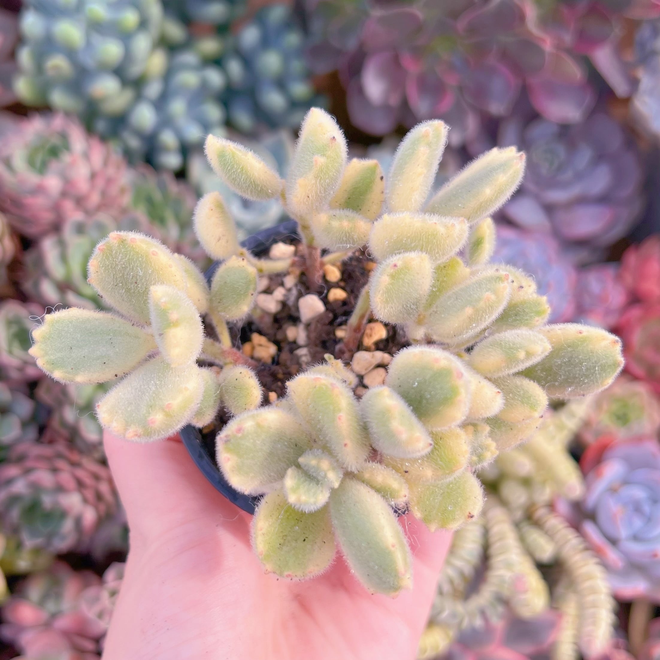 現品　白熊#826　るる農園