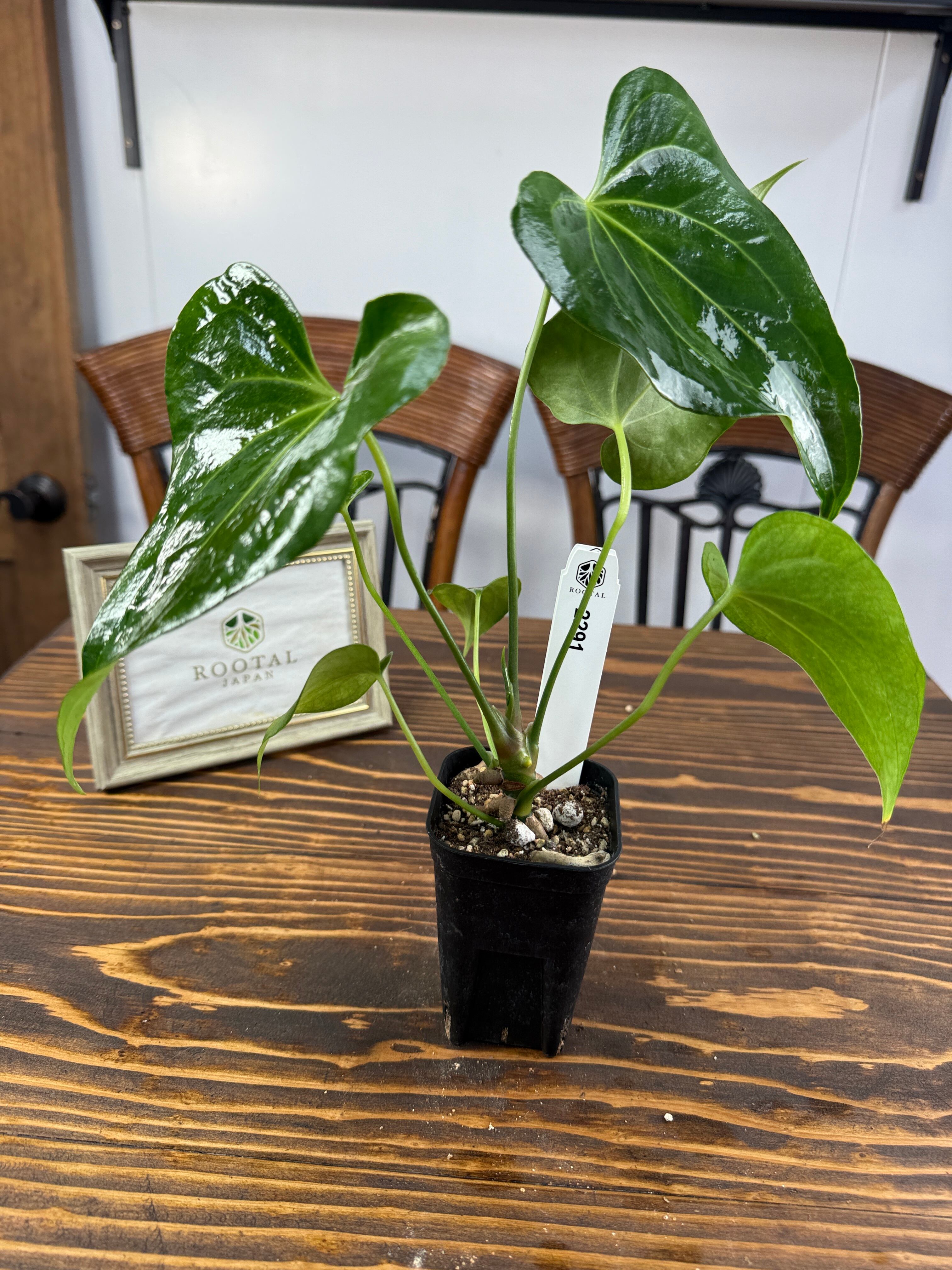 ☆2291【上品さを感じるひと株】アンスリウムデルタフォース（75