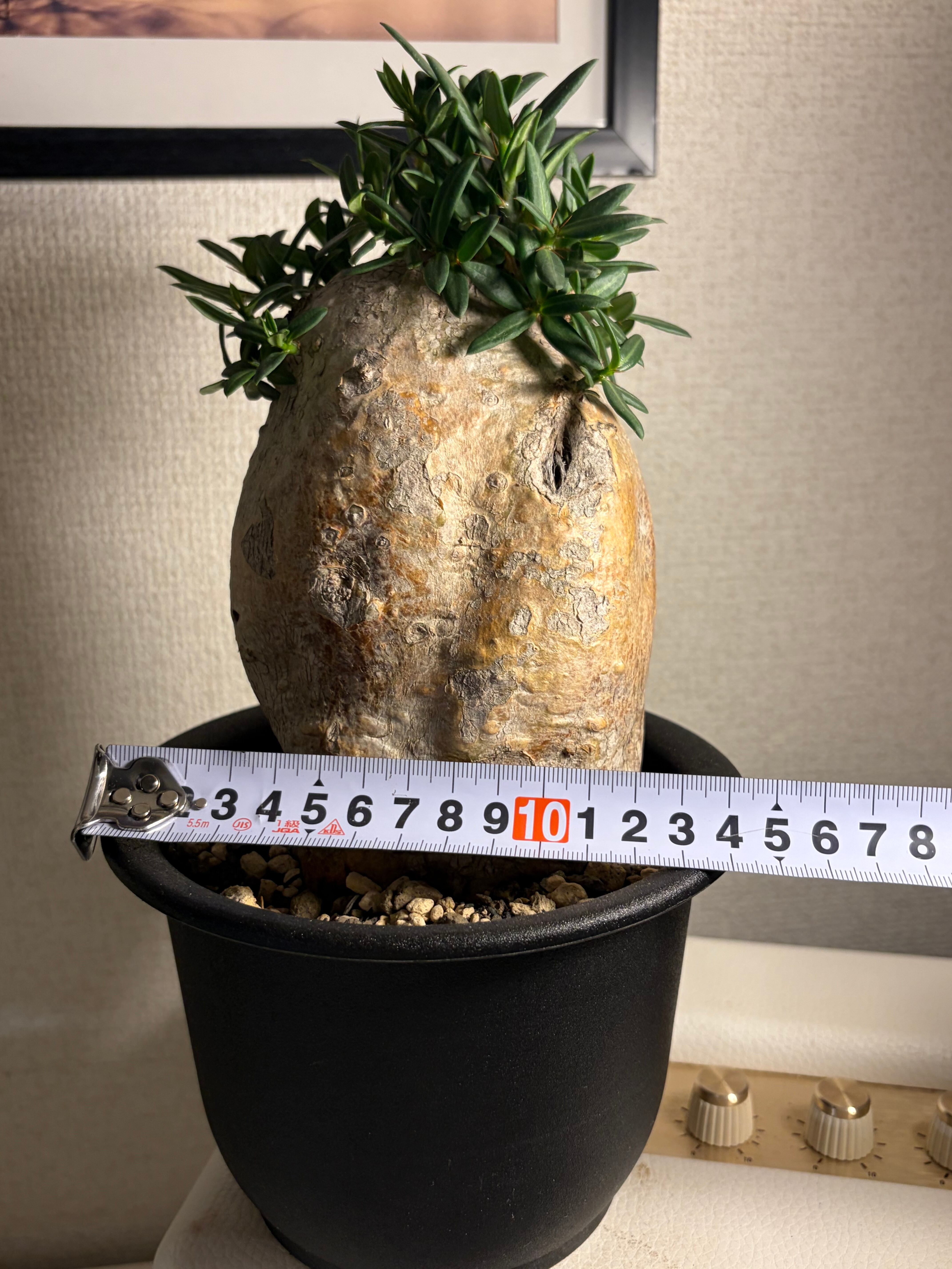パキポディウム ビスピノーサム グラキリスと同属 塊根植物 クラビゲラ
