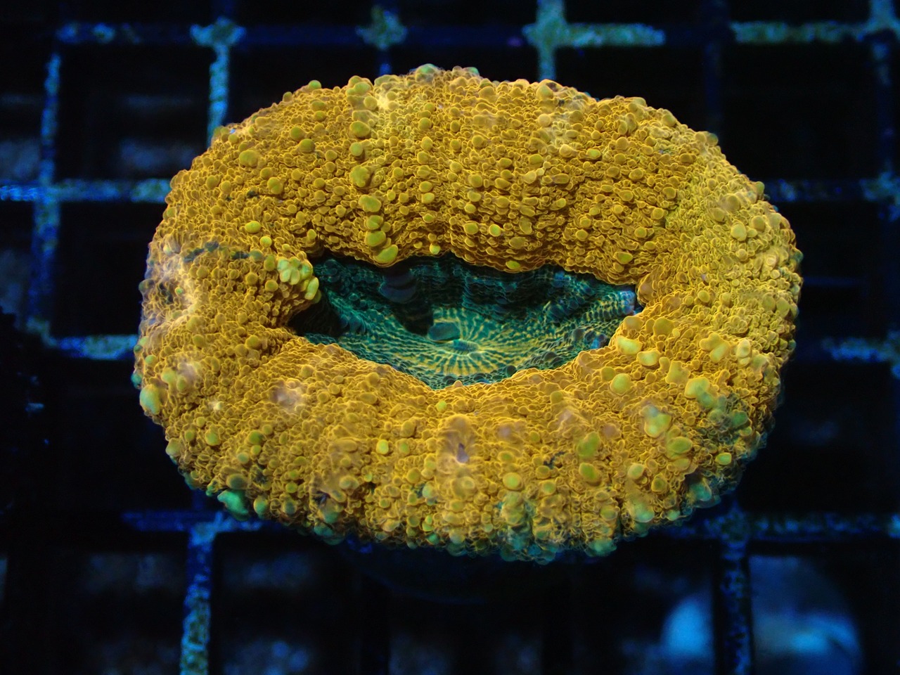 Lobophyllia Frag 9