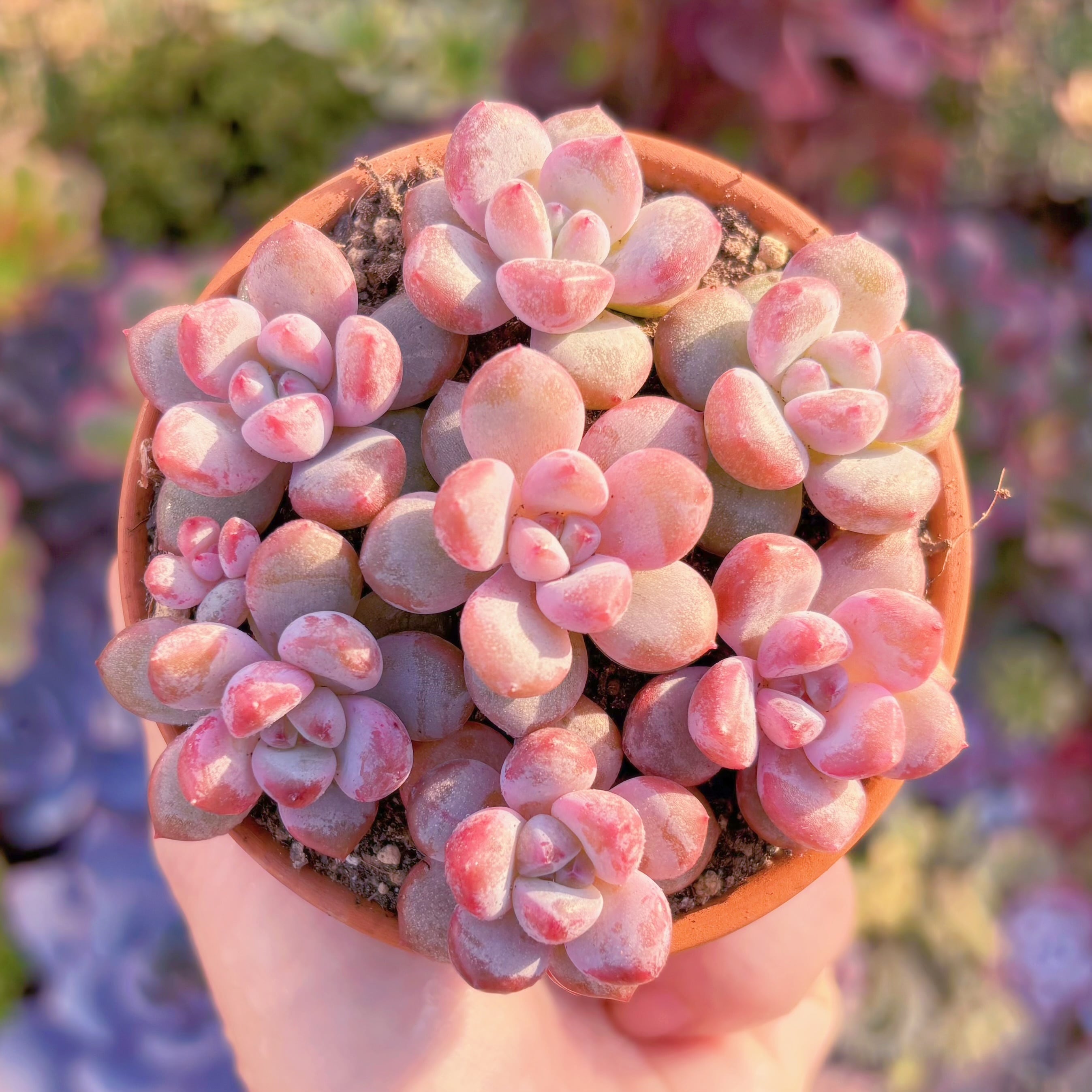 多肉植物　Pachyphytum桜花雪(7苗)　在庫僅少　新入荷　るる農園