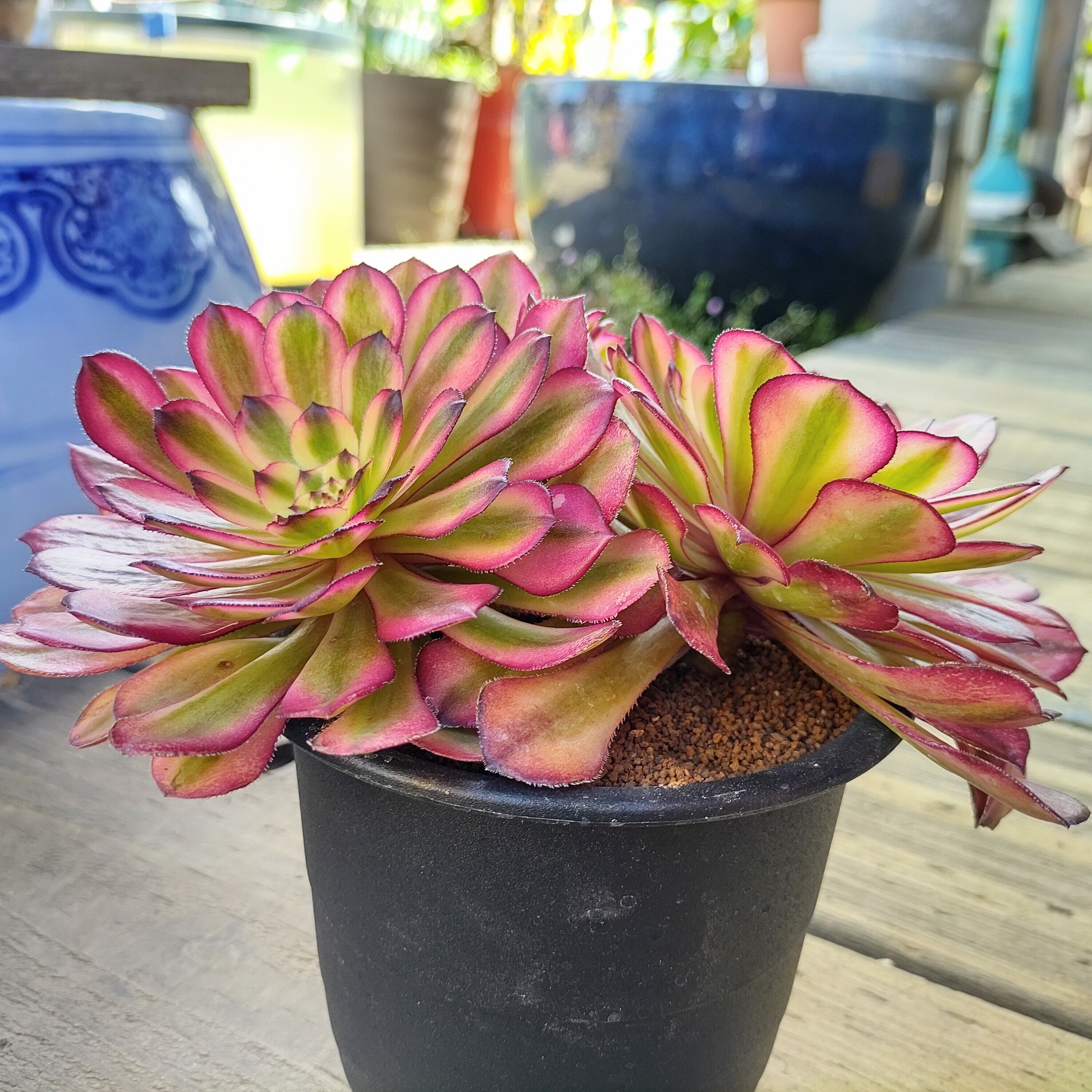 月アエオニウム | RuPo 多肉植物専門店