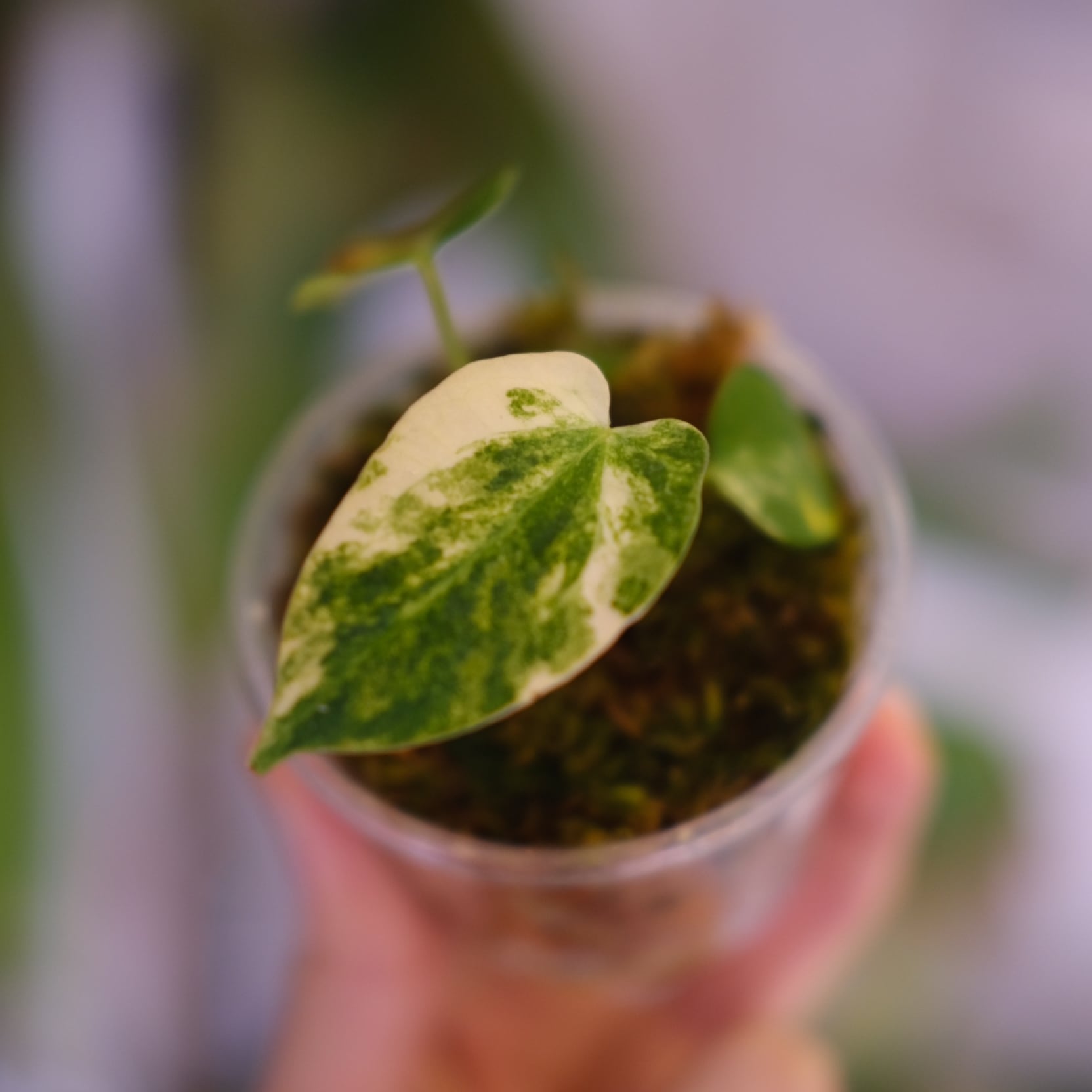 ALOCASIA HEART BALLON PINK VARIGATED / アロカシア ハートバルーン